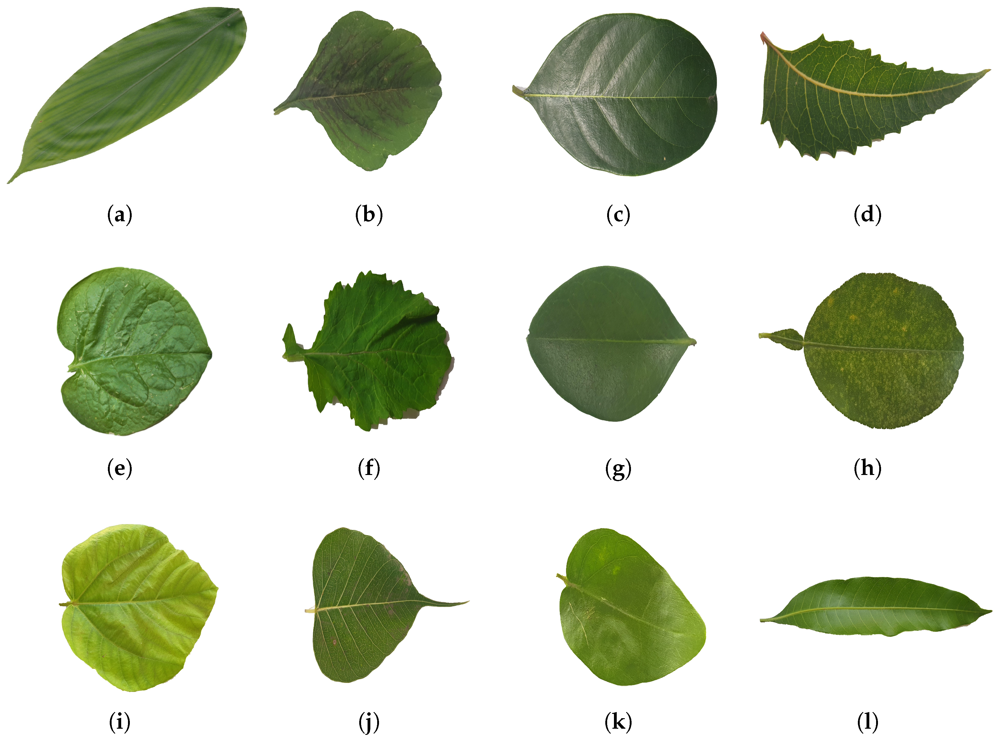 Information 14 00618 g005