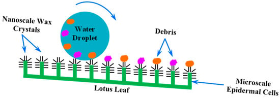 Car Nano Coating Wax Lotus Leaf Flooding Anti-Fouling Dirt