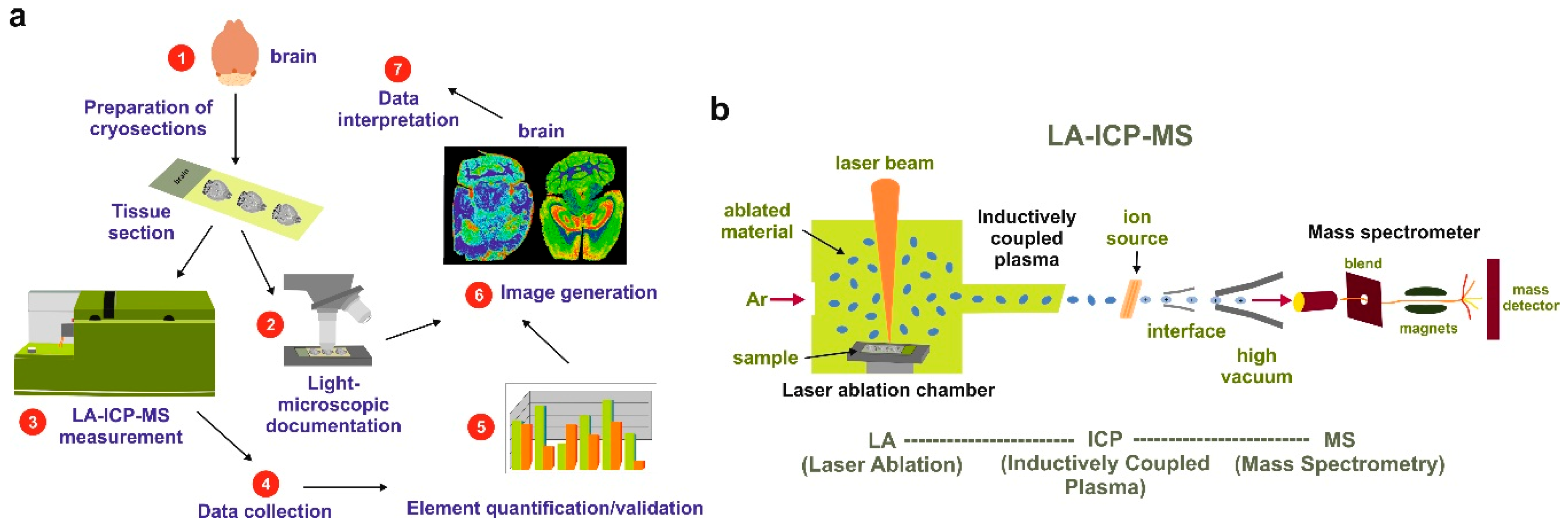 Inorganics | Free Full-Text | Laser Ablation Inductively Coupled Plasma  Spectrometry: Metal Imaging in Experimental and Clinical Wilson Disease
