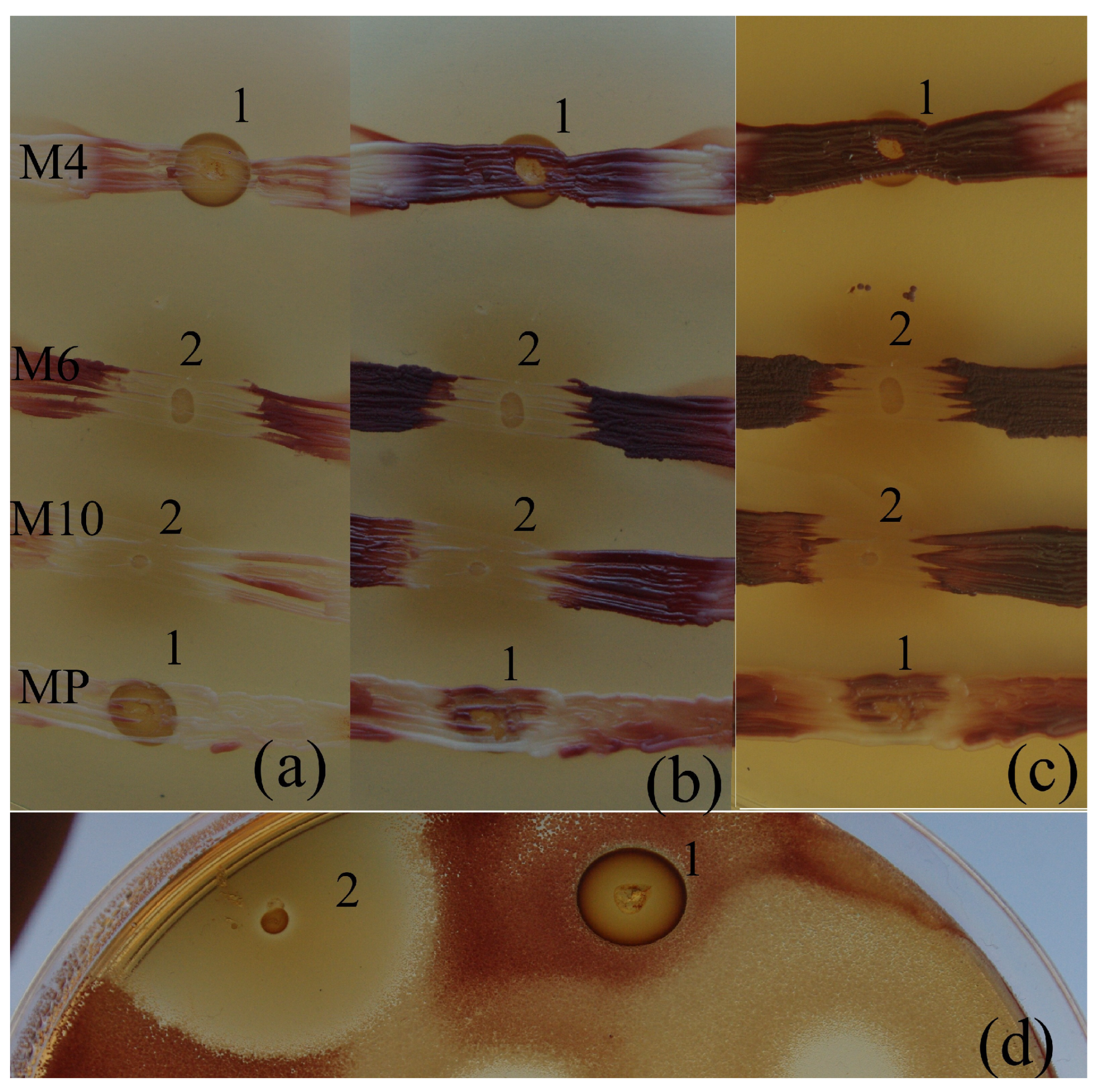 Inorganics 12 00137 g001