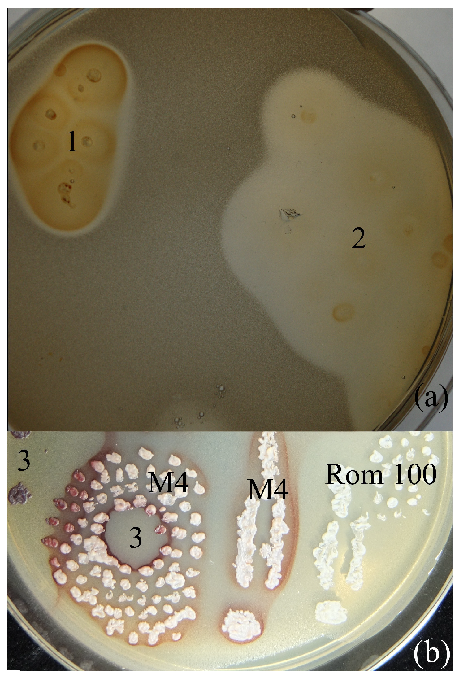 Inorganics 12 00137 g002