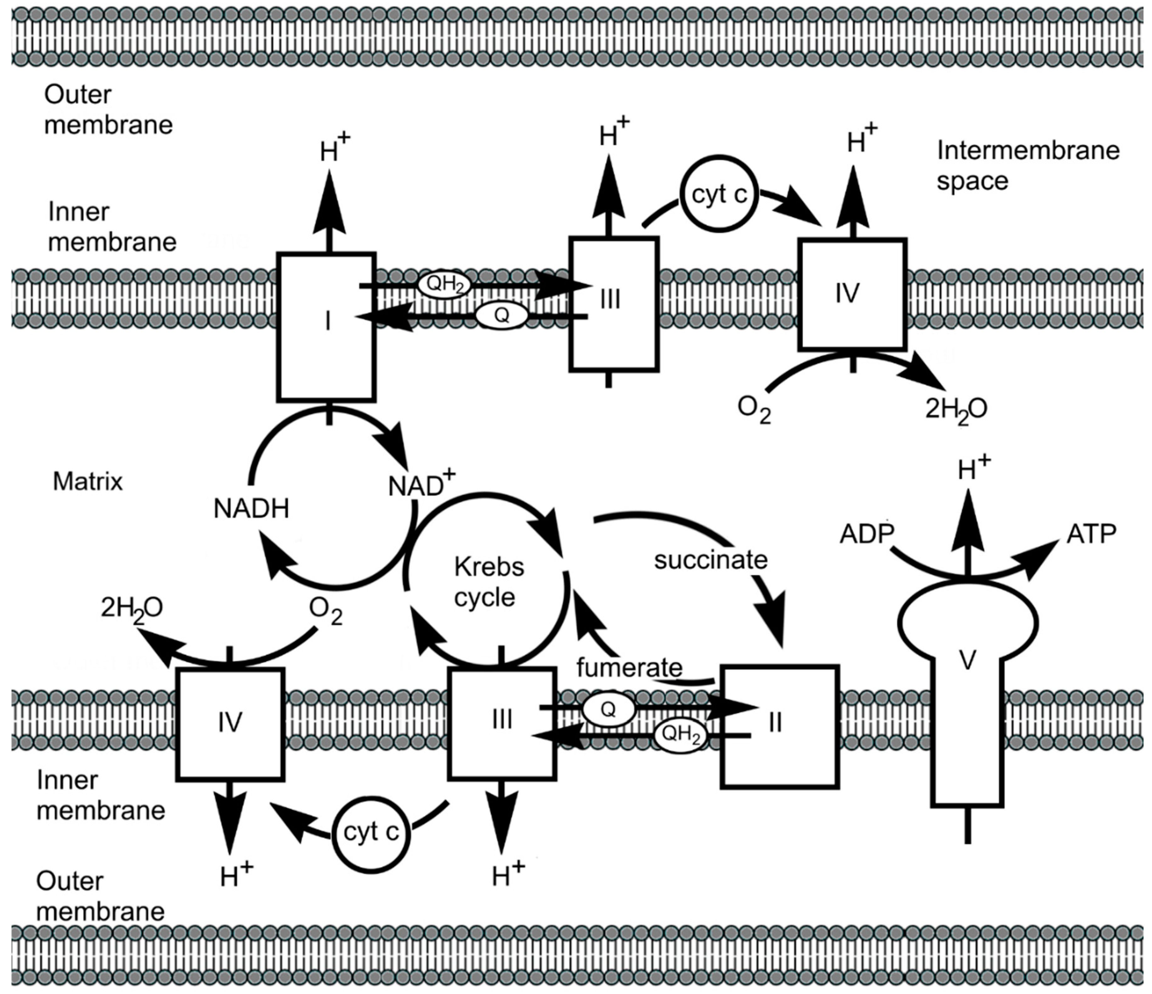 Inorganics 13 00137 g035