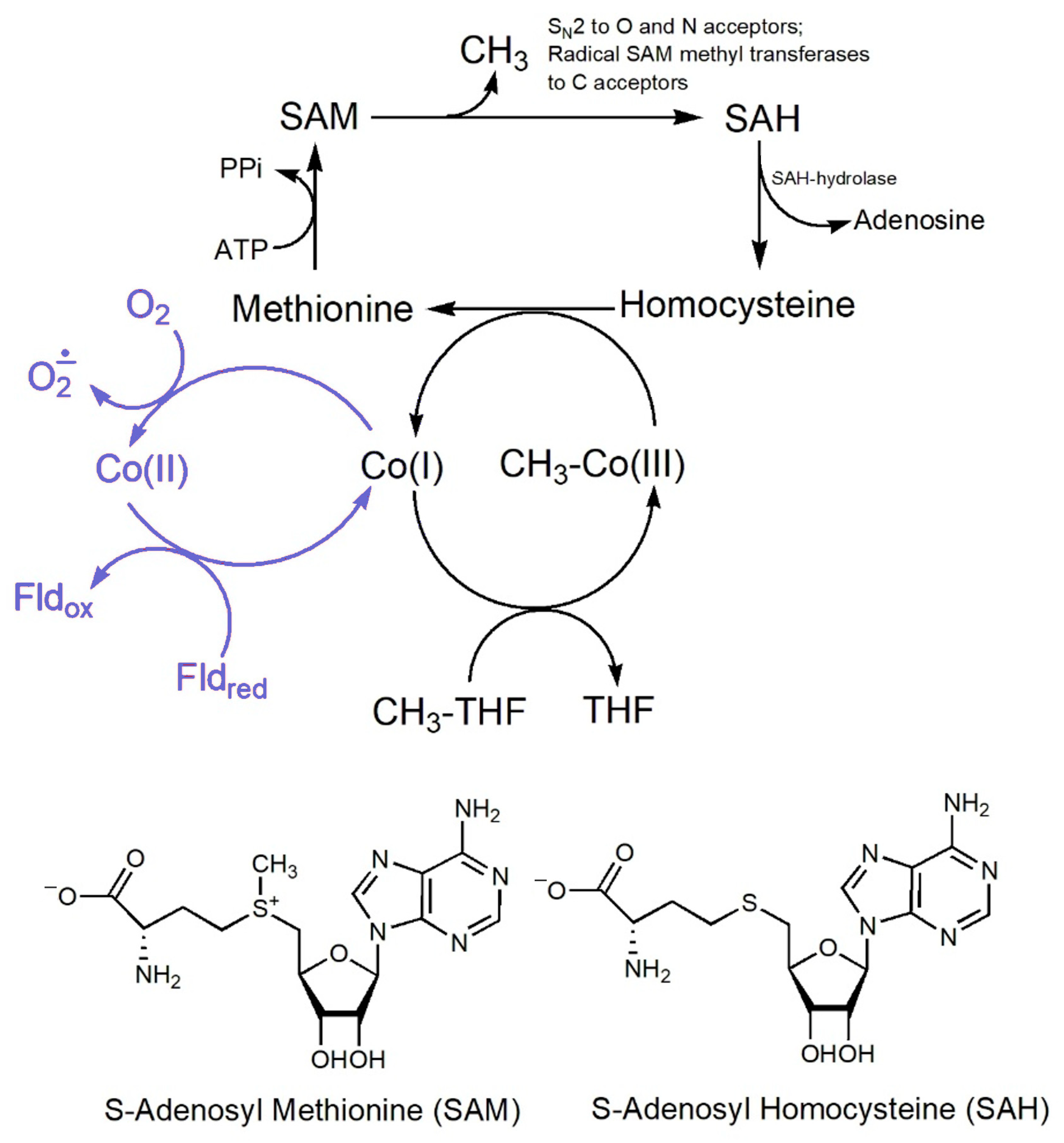 Inorganics 13 00137 g044