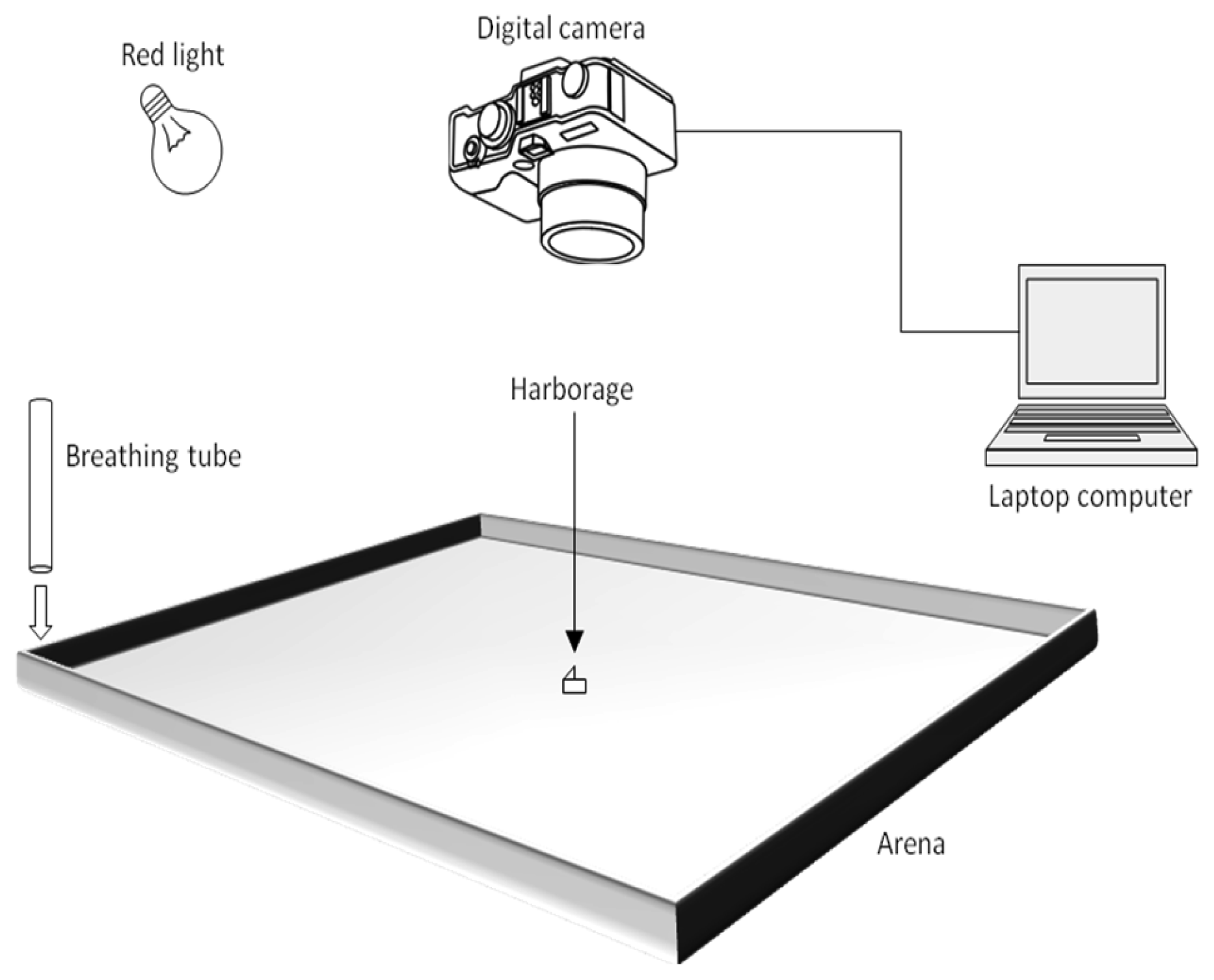 insects-free-full-text-host-seeking-behavior-in-the-bed-bug-cimex-lectularius-html