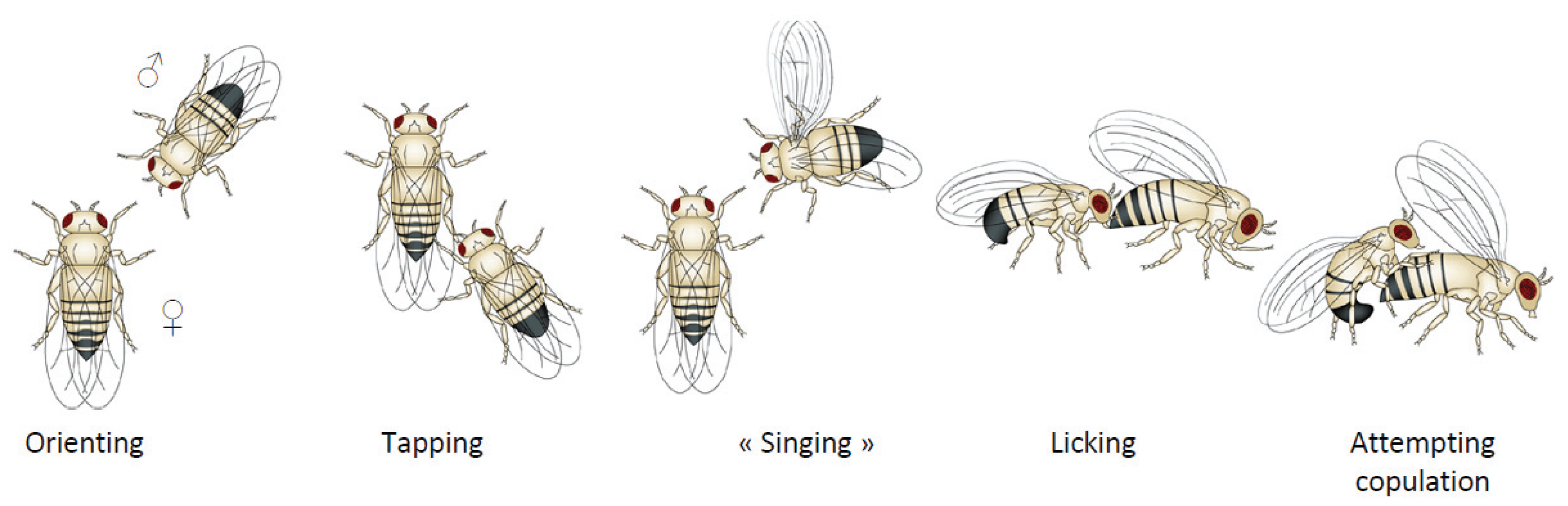 Insects Free Full Text Sexual Communication In The Drosophila Genus