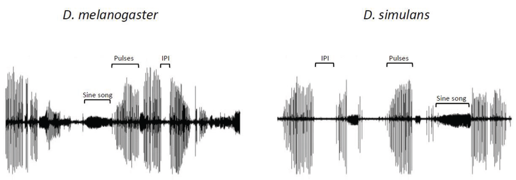 Insects Free Full Text Sexual Communication In The Drosophila Genus 5791