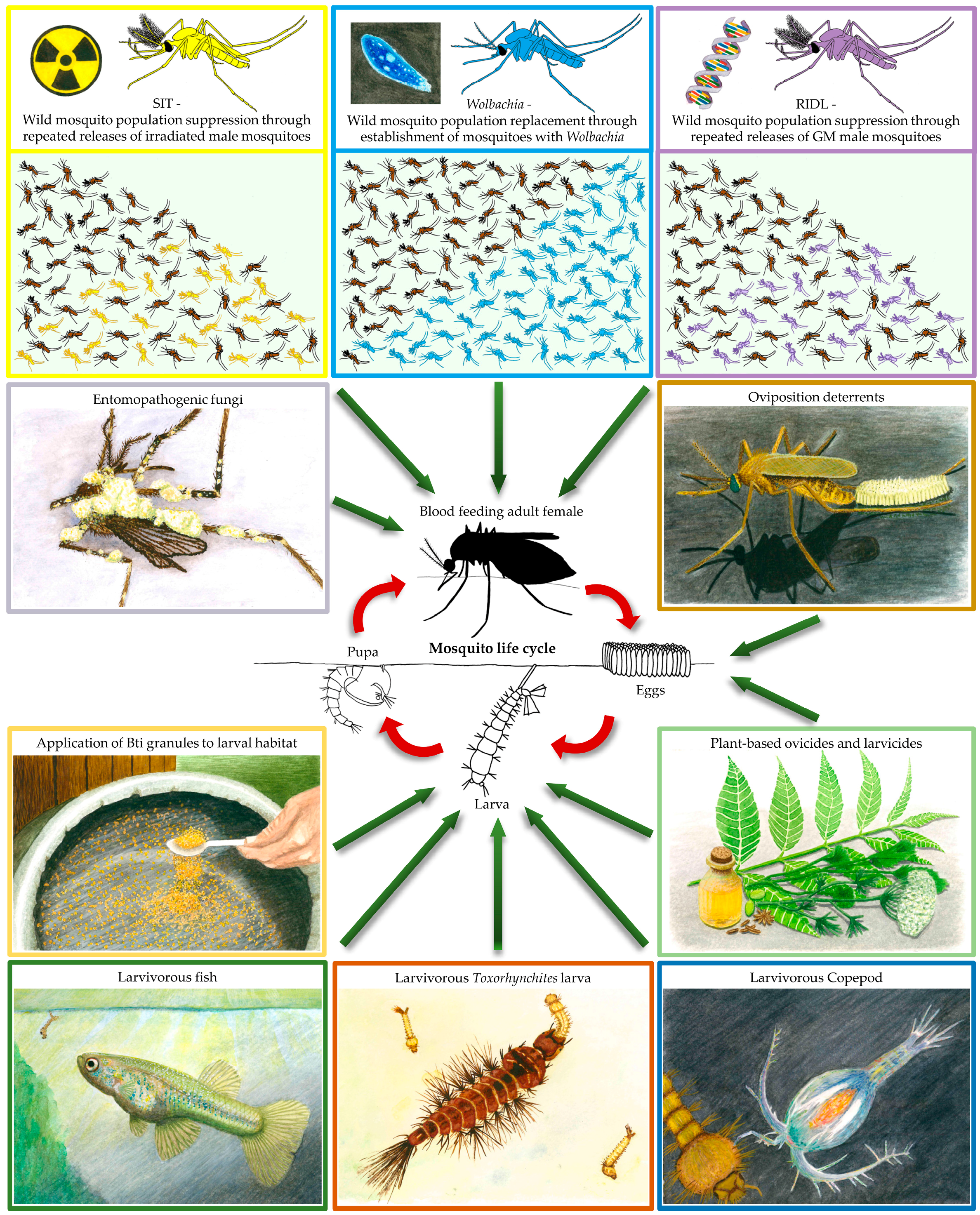 Insects | Free Full-Text | Biological Control of Mosquito Vectors: Past,  Present, and Future | HTML