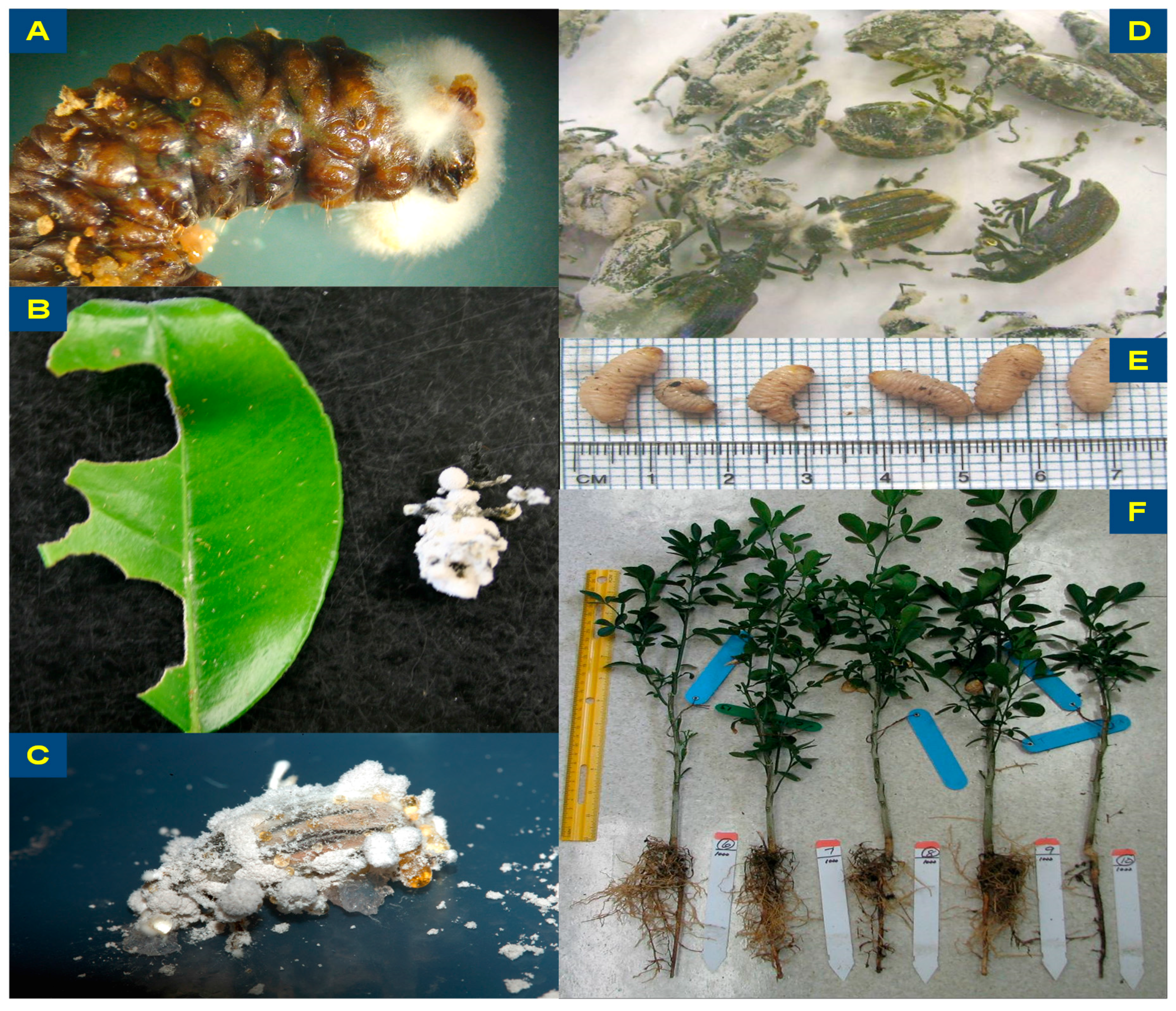 Insects | Free Full-Text | Efficacy of Topical Application, Leaf Residue or  Soil Drench of Blastospores of Isaria fumosorosea for Citrus Root Weevil  Management: Laboratory and Greenhouse Investigations
