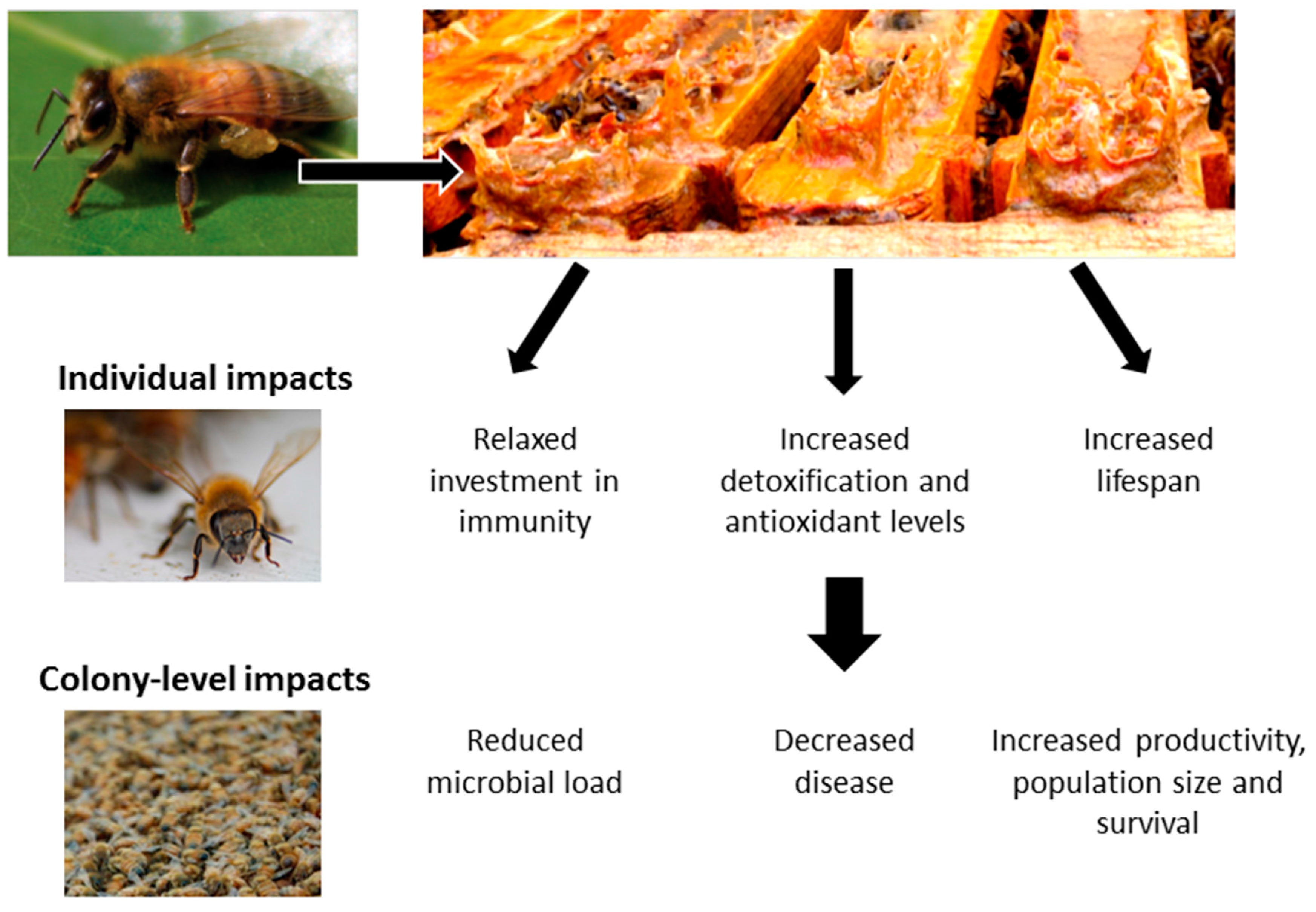 diseases of the honey bee