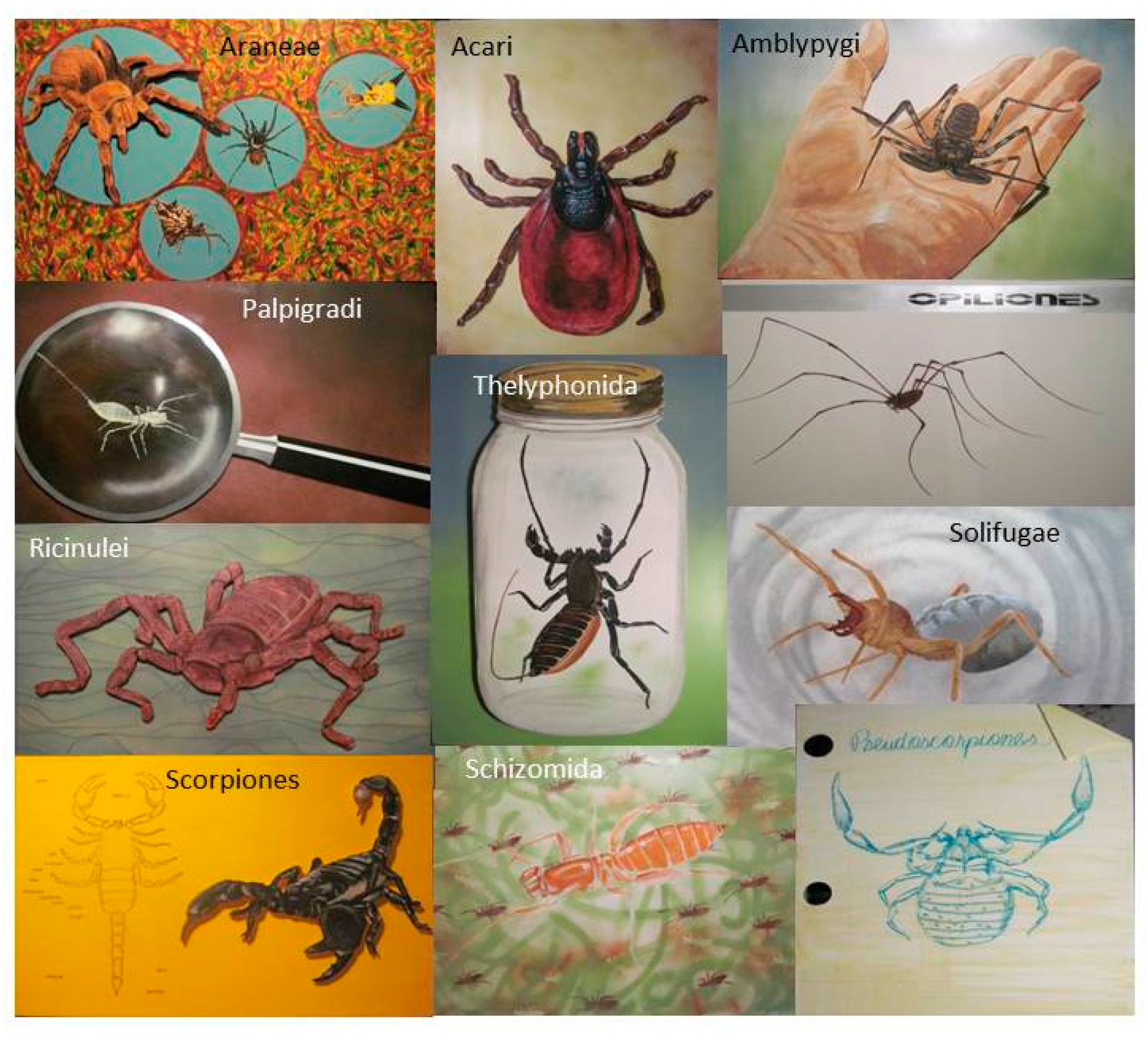 PDF] Sensory Biology of Whip Spiders (Arachnida, Amblypygi