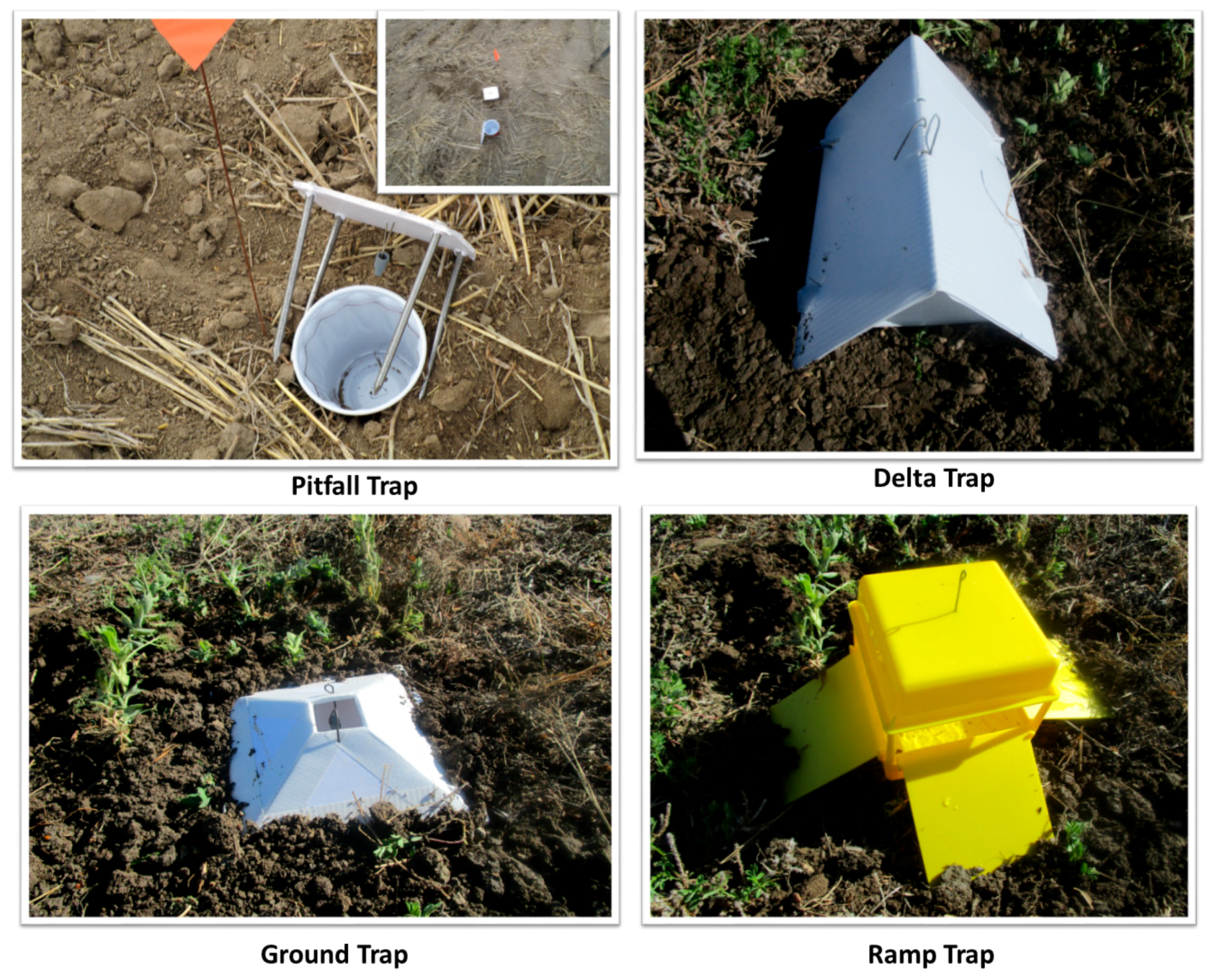trap insects with pitfall traps