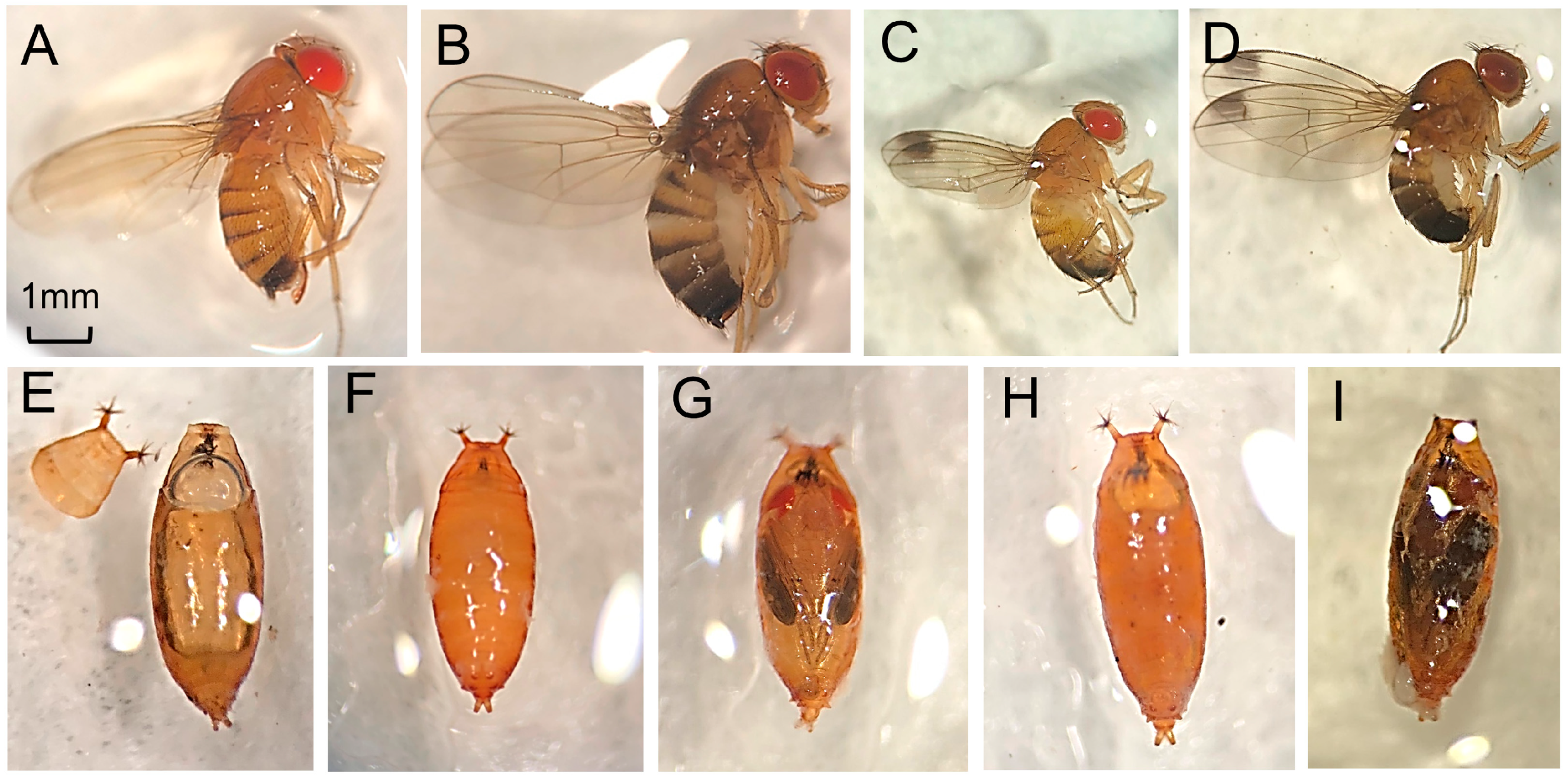 Insects Free Full Text Phenotypic Plasticity Promotes Overwintering