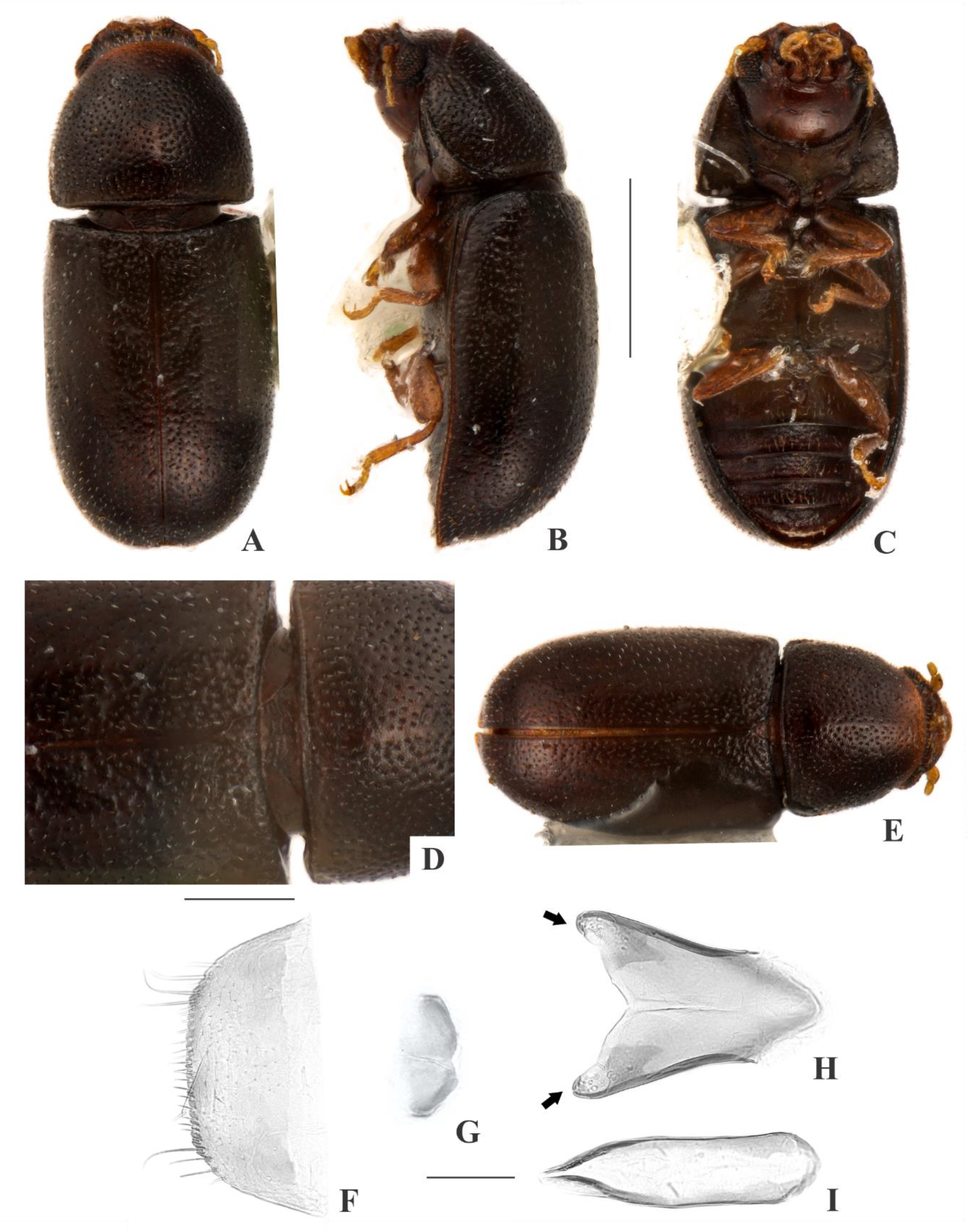 Insects | Free Full-Text | Synopsis of Cis Latreille (Coleoptera