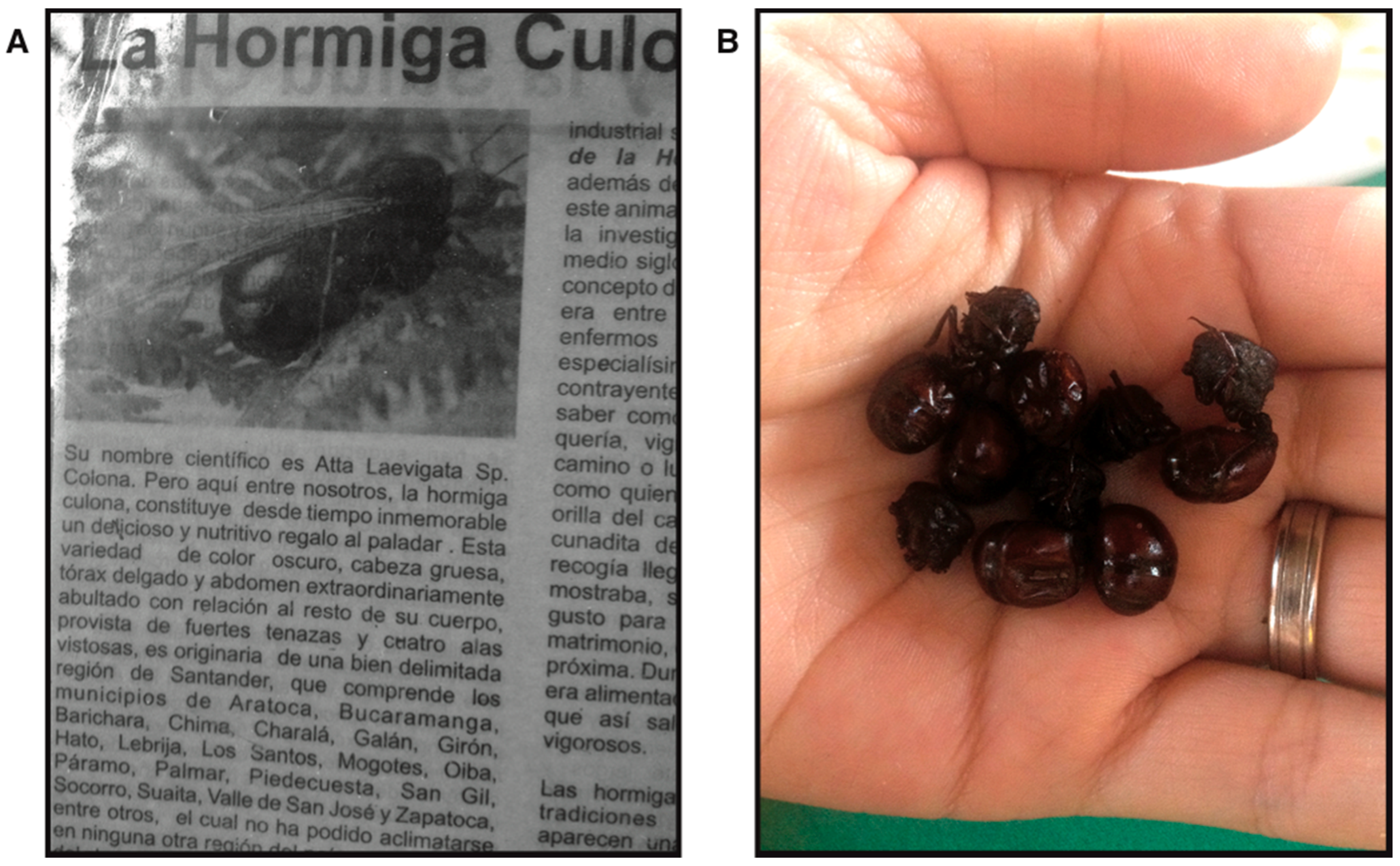 Insects | Free Full-Text | Cryptic Diversity in Colombian Edible