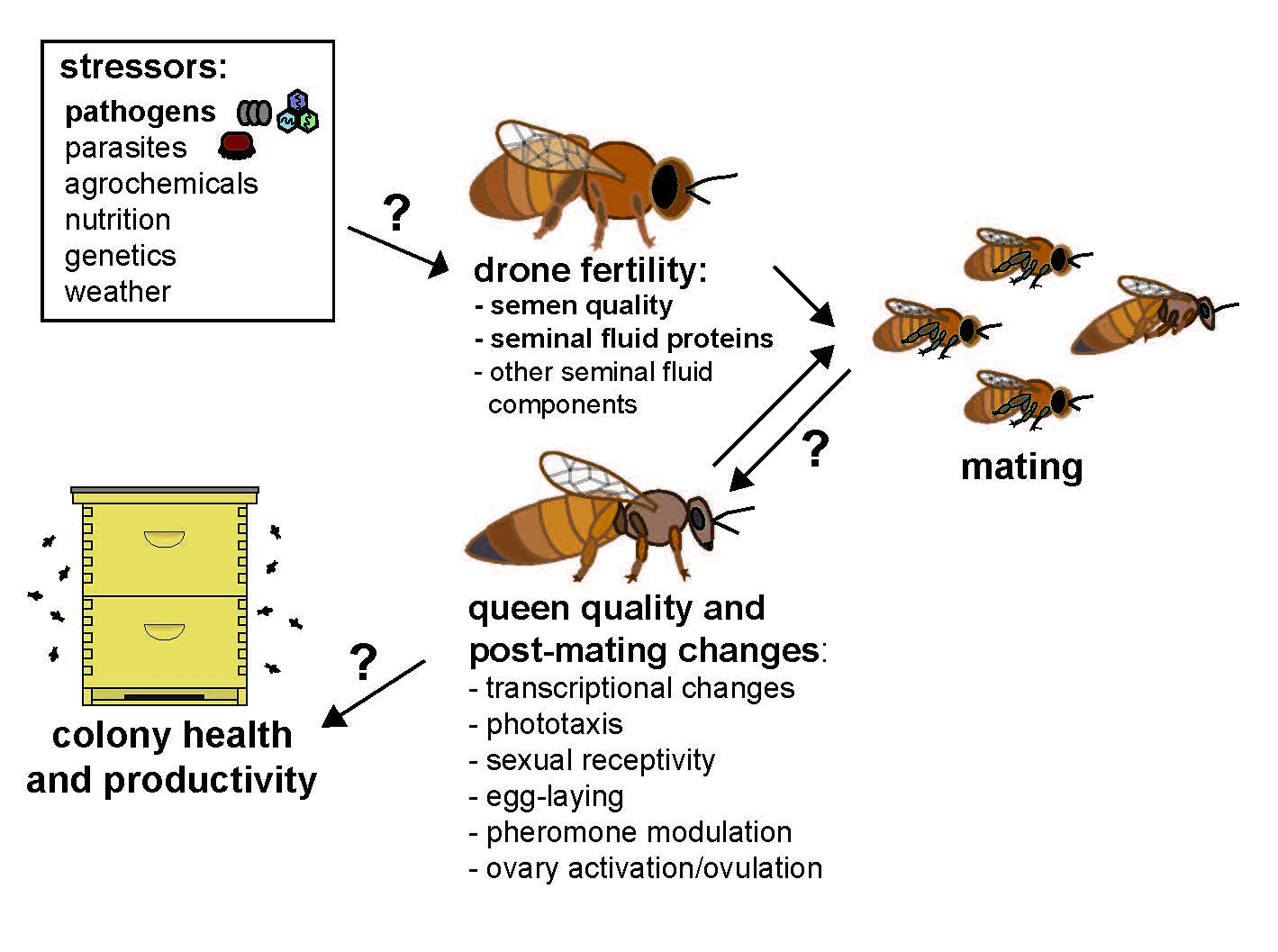 Insects | Free Full-Text | Putative Drone Copulation Factors Regulating  Honey Bee (Apis mellifera) Queen Reproduction and Health: A Review