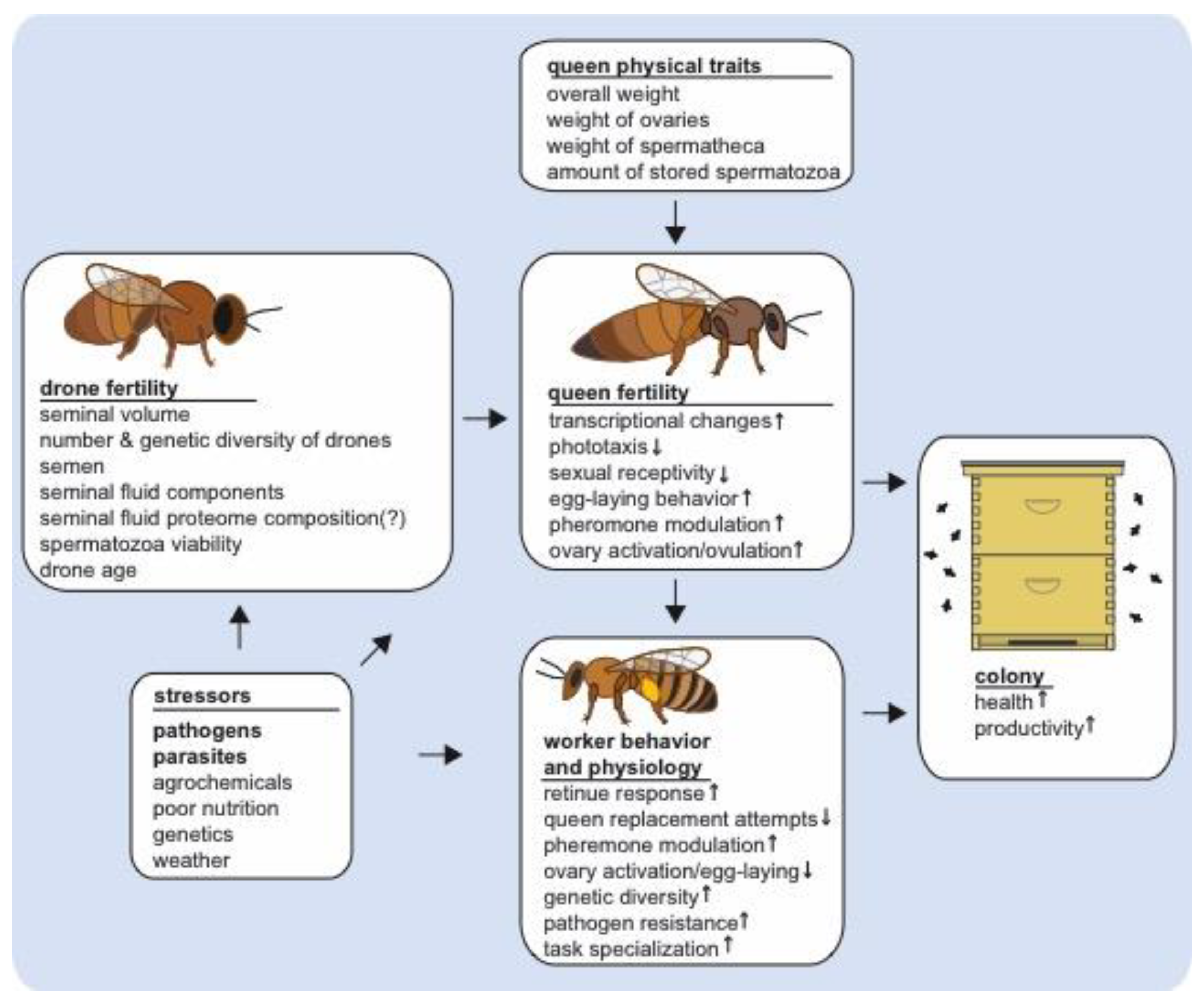 Insects | Free Full-Text | Putative Drone Copulation Factors Regulating Honey  Bee (Apis mellifera) Queen Reproduction and Health: A Review