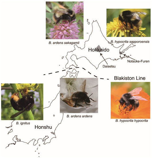 Insects | Free Full-Text | Reproductive Interference in an Introduced  Bumblebee: Polyandry may Mitigate Negative Reproductive Impact | HTML