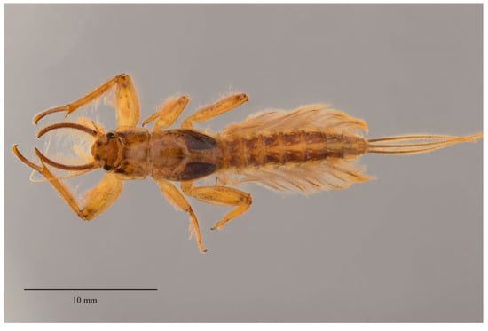 Insects June 2019 Browse Articles