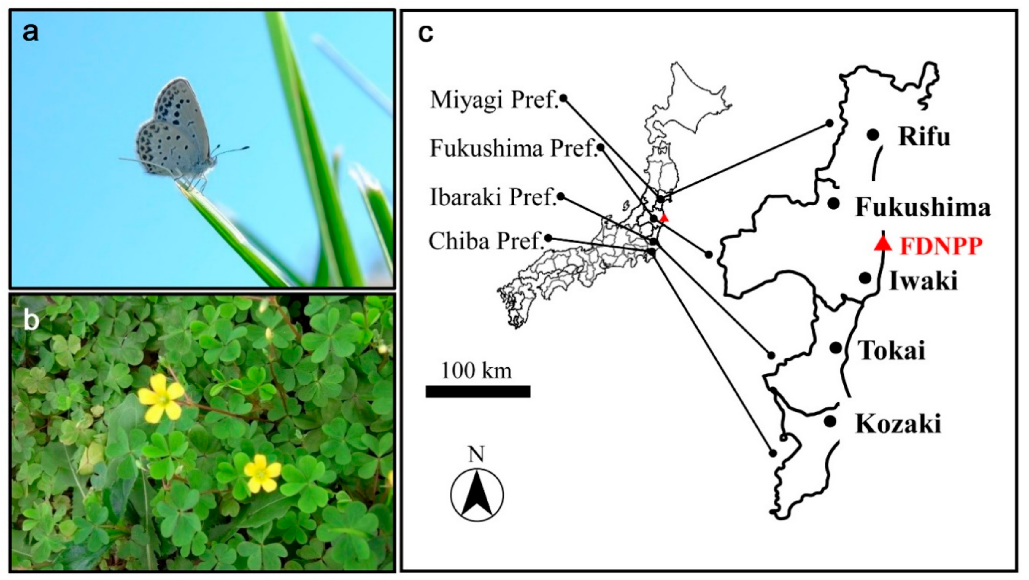 Insects | Free Full-Text | Overwintering States of the Pale Grass Blue  Butterfly Zizeeria maha (Lepidoptera: Lycaenidae) at the Time of the  Fukushima Nuclear Accident in March 2011