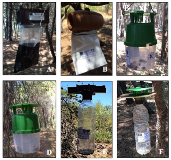 How to Make a Gypsy Moth Trap Using a Plastic Bottle 