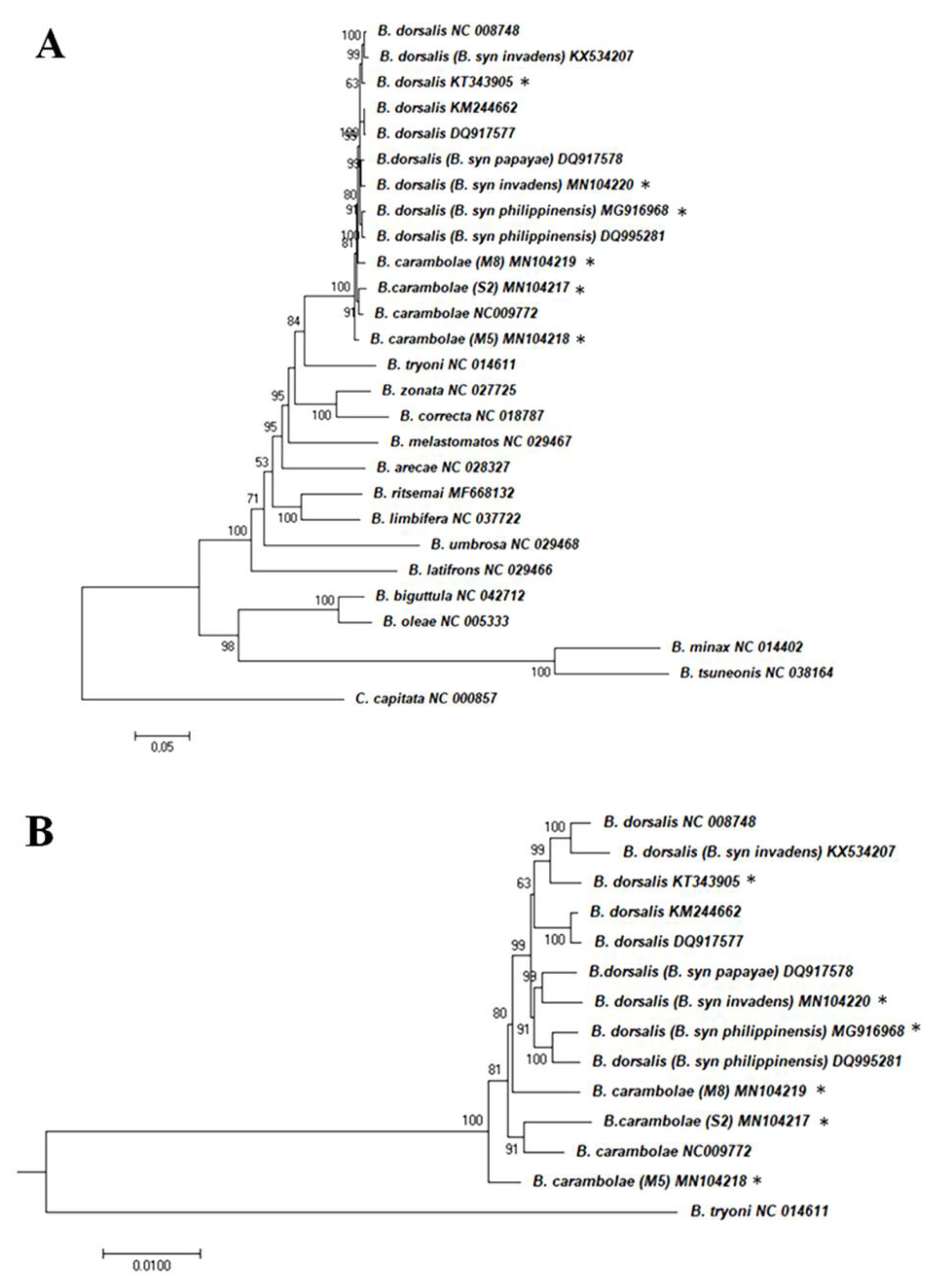 Insects Free Full Text The Complete Mitochondrial Genome Of Bactrocera Carambolae Diptera Tephritidae Genome Description And Phylogenetic Implications Html