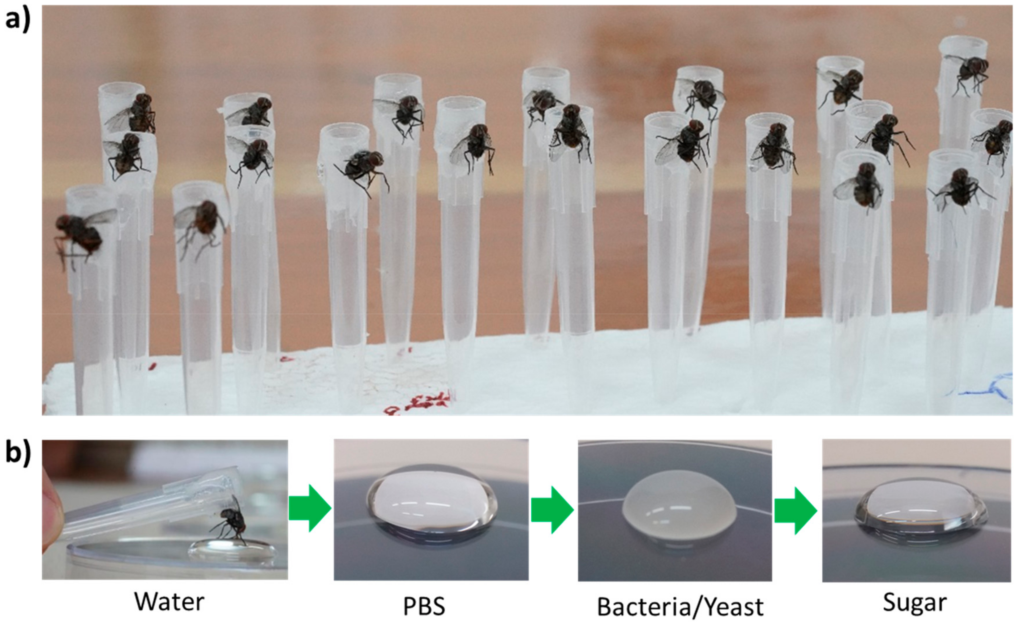 Insects 10 00431 g002