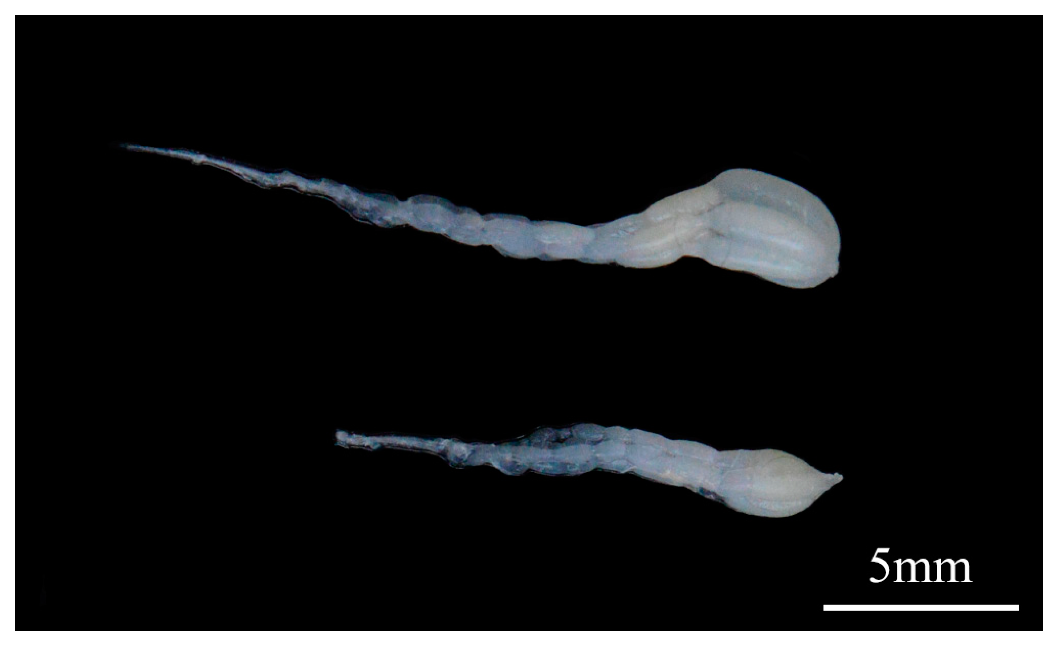 Insects 10 00445 g006