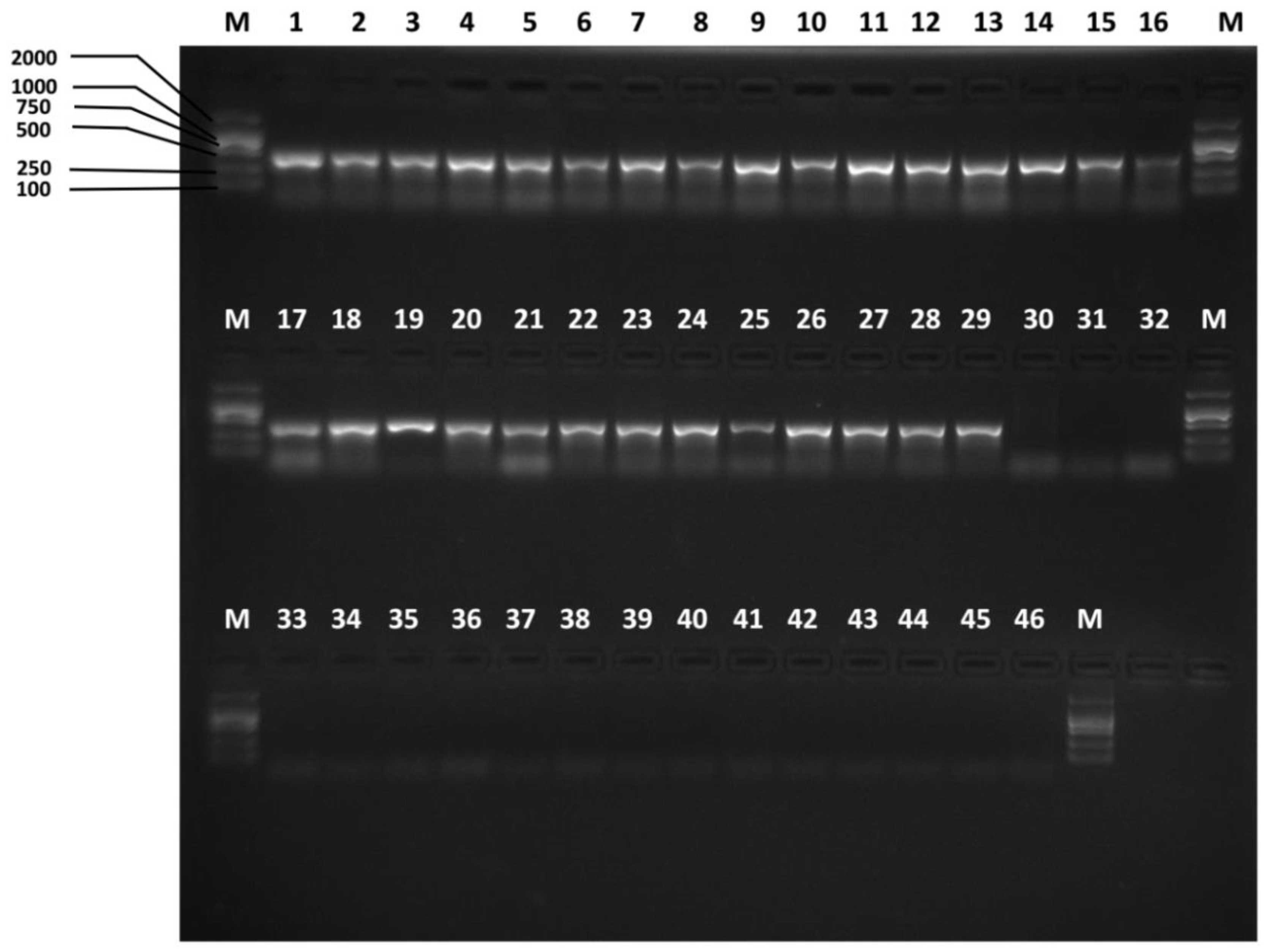 Insects 10 00447 g005