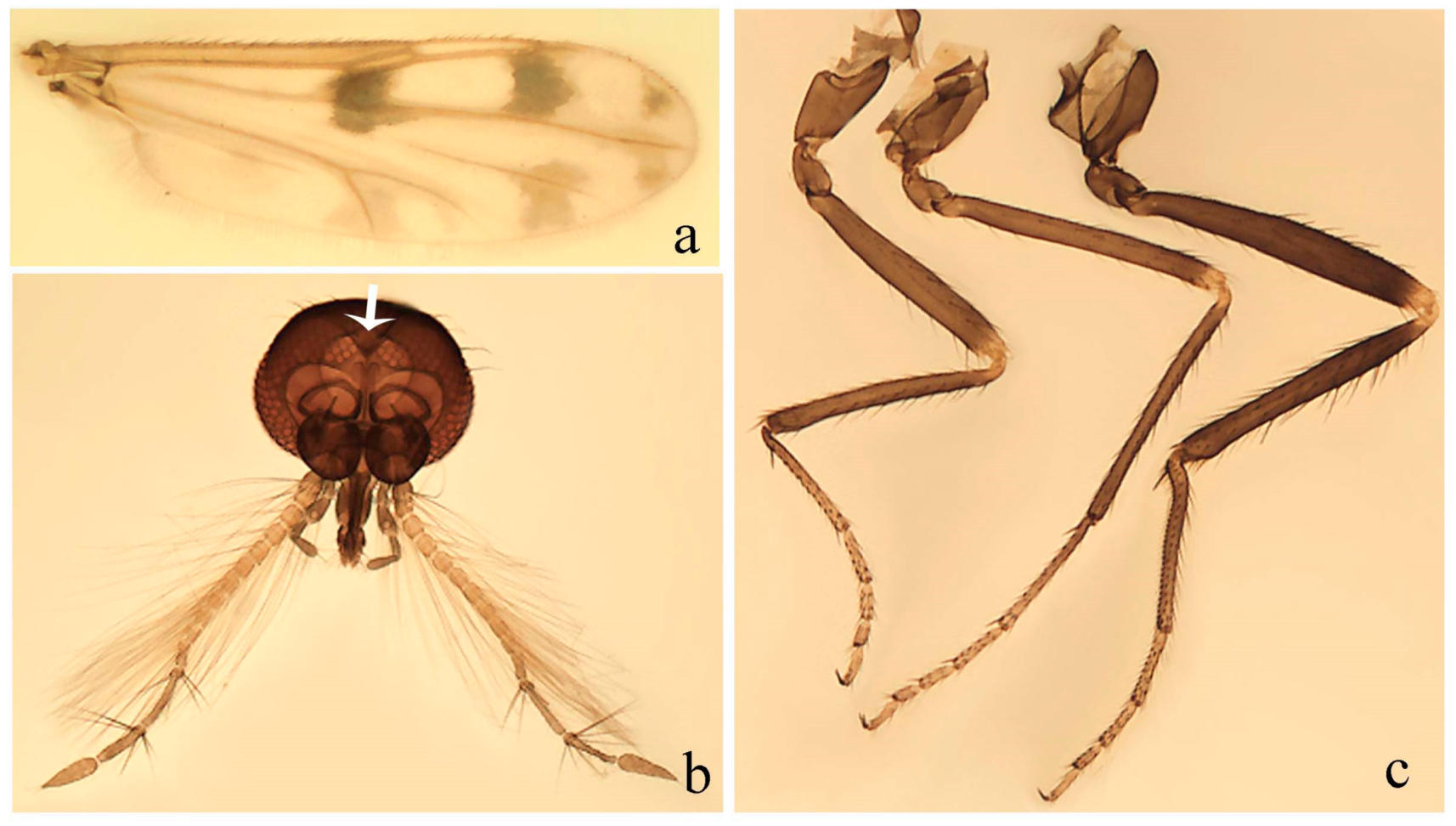 Amblypigid female carrying pupae of Pseudogaurax (Diptera