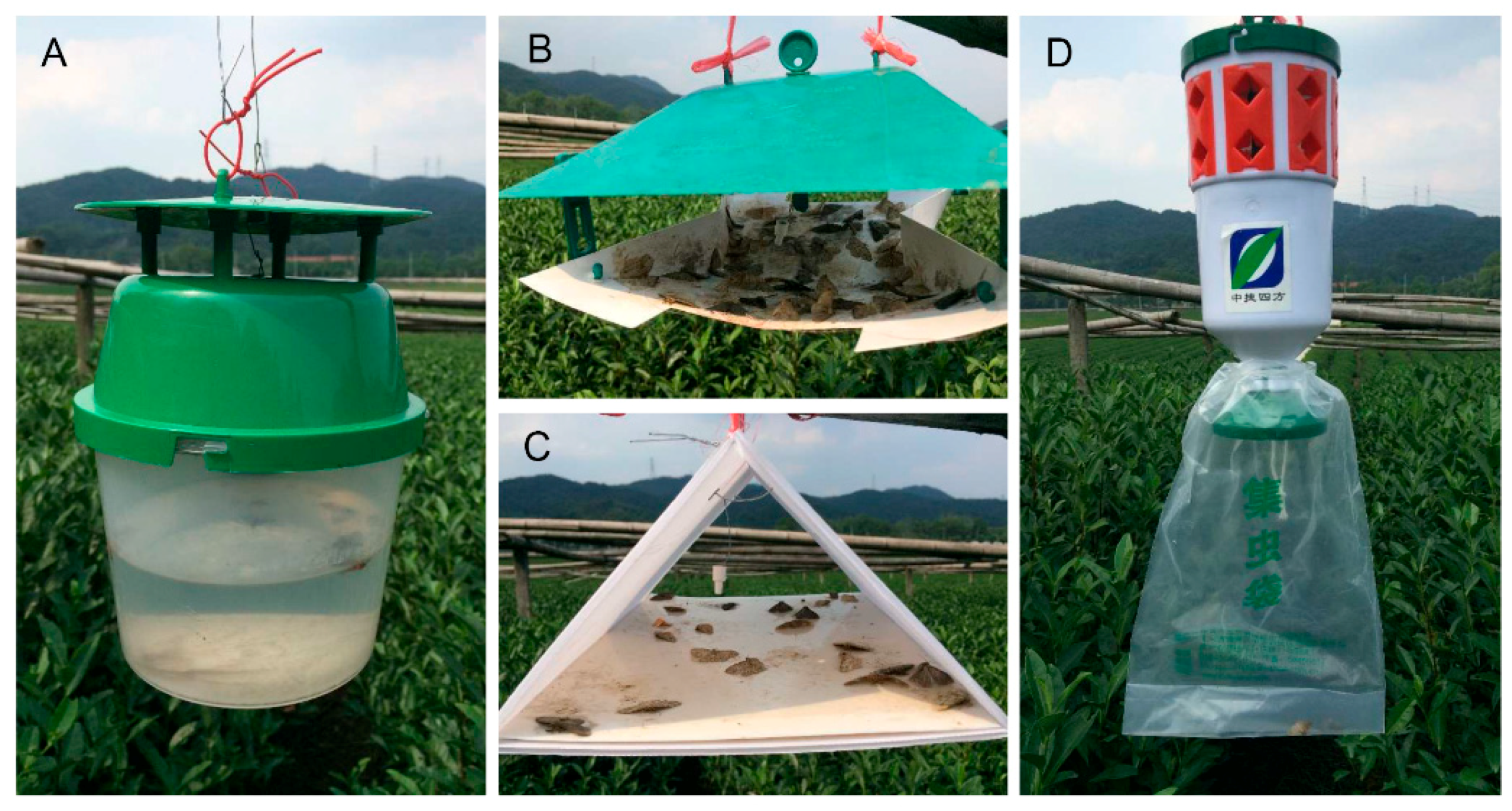 The type of pheromone trap used in the survey installed on a Scots