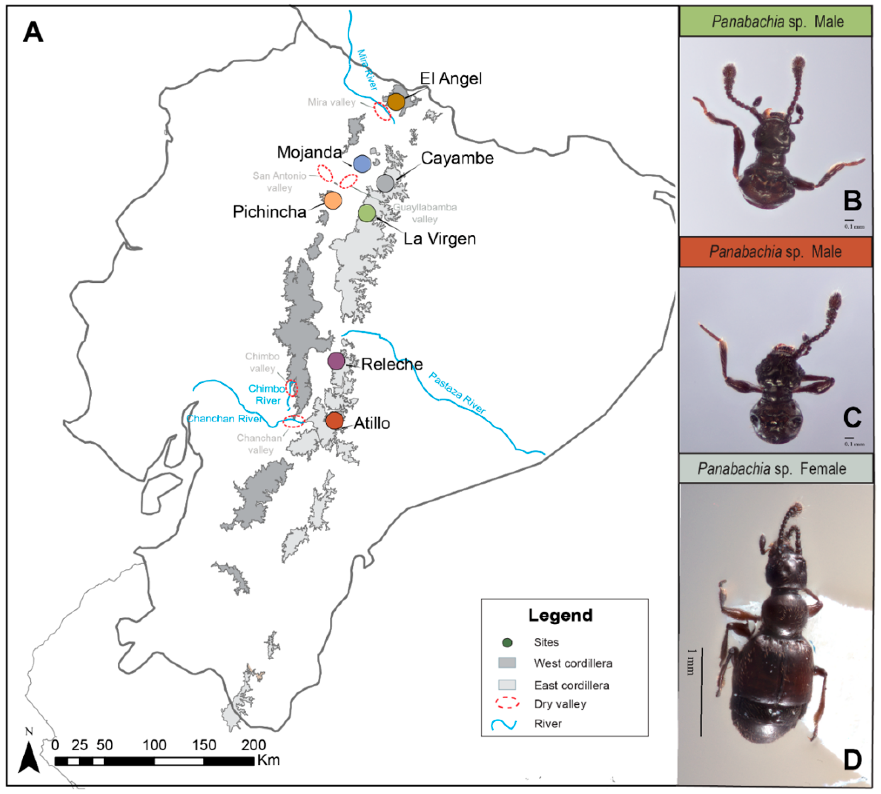 Insects | Free Full-Text | Mountains as Islands: Species Delimitation and  Evolutionary History of the Ant-Loving Beetle Genus Panabachia (Coleoptera,  Staphylinidae) from the Northern Andes