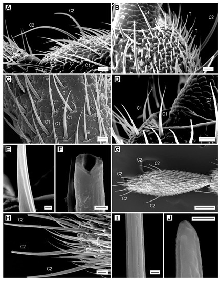 Bursty spike trains of antennal thermo- and bimodal hygro-thermoreceptor  neurons encode noxious heat in elaterid beetles - ScienceDirect