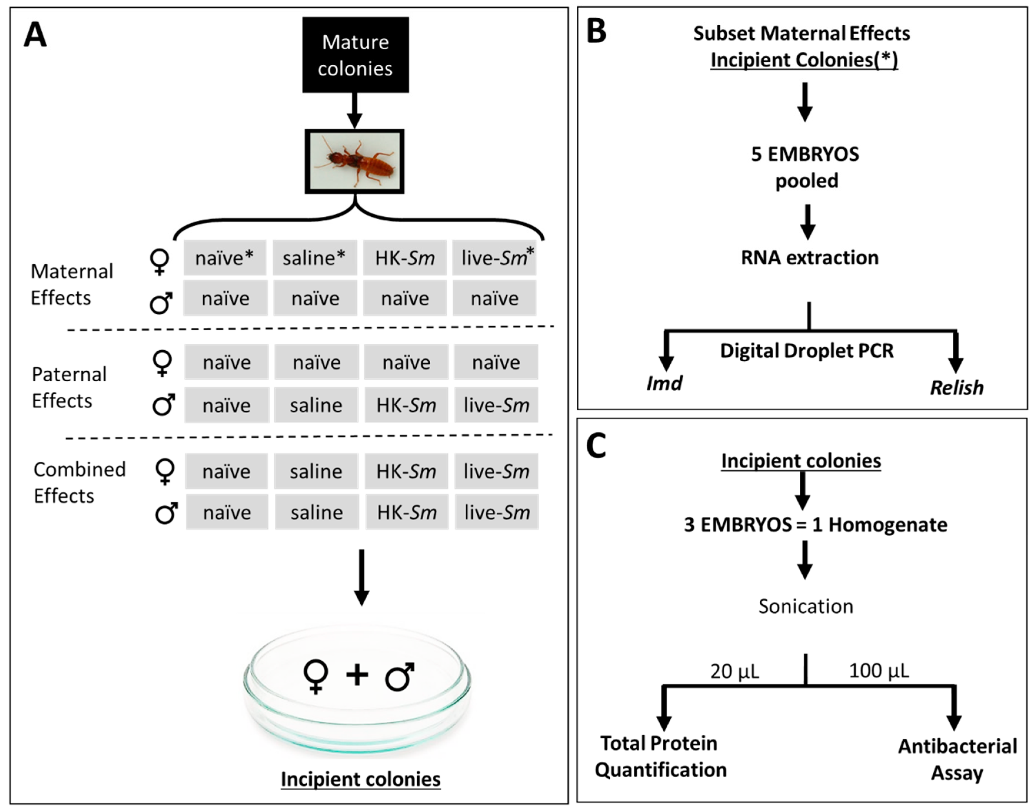Insects 11 00149 g001