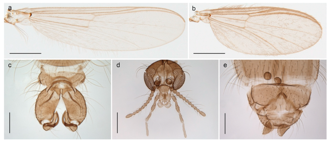 Insects | Free Full-Text | The Chironomidae (Diptera) of Svalbard and ...