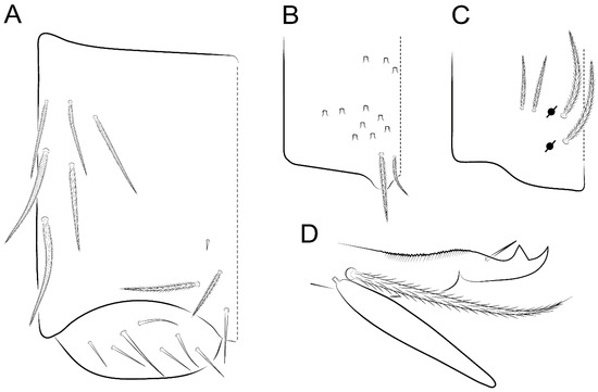 Pseudosinella ambigua Zeppelini & Brito & Lima 2018, sp. nov