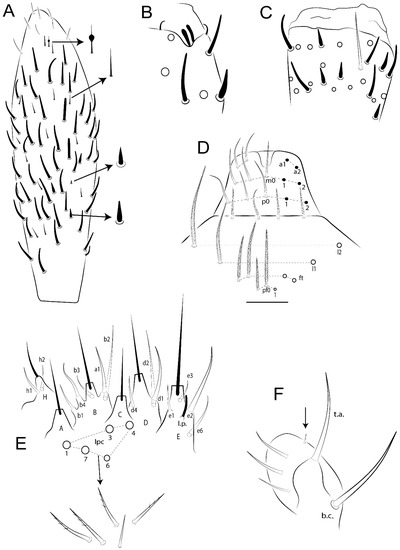 Pseudosinella ambigua Zeppelini & Brito & Lima 2018, sp. nov