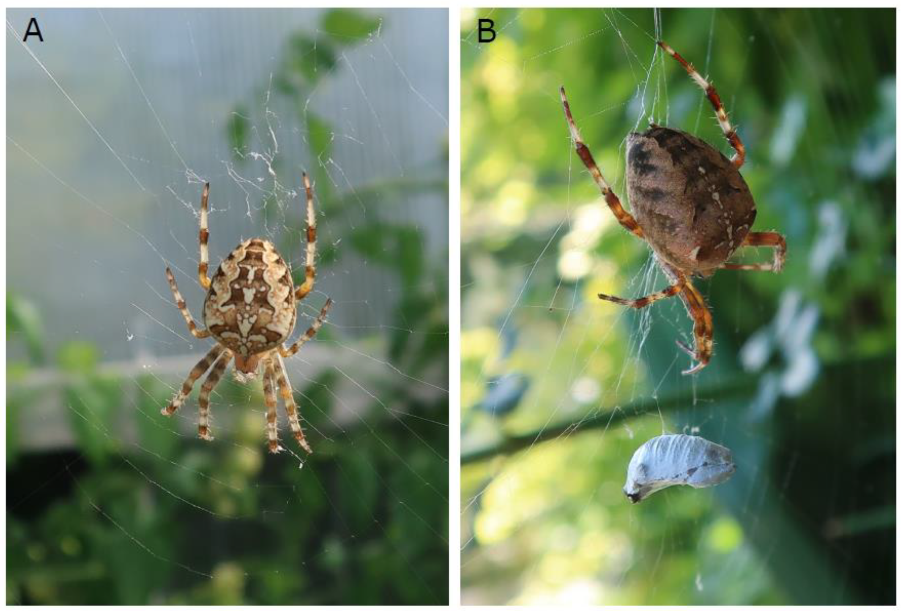 Insects | Free Full-Text | Where Have All the Spiders Gone? Observations of  a Dramatic Population Density Decline in the Once Very Abundant Garden  Spider, Araneus diadematus (Araneae: Araneidae), in the Swiss