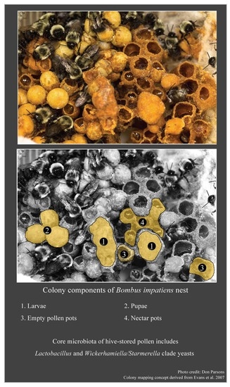 Insects | Free Full-Text | Microbial Diversity Associated with the Pollen  Stores of Captive-Bred Bumble Bee Colonies | HTML