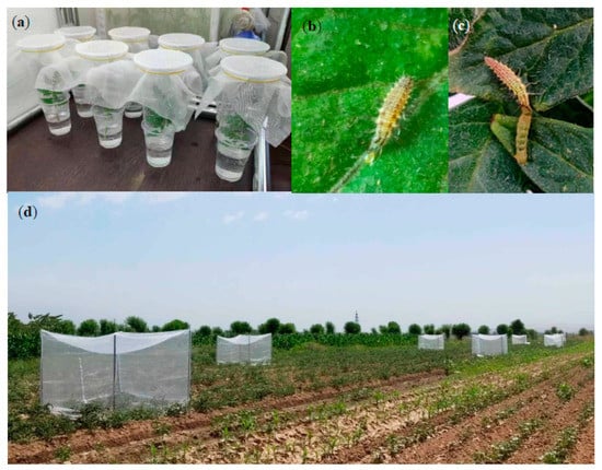 Insects | Free Full-Text | First Report Using a Native Lacewing Species to  Control Tuta absoluta: From Laboratory Trials to Field Assessment