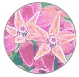 Insects 11 00315 i001