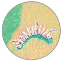 Insects 11 00315 i003