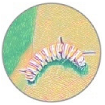 Insects 11 00315 i013