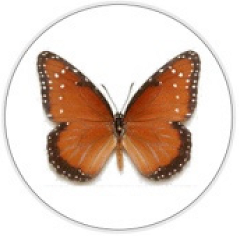 Insects 11 00315 i016