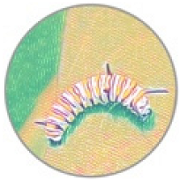 Insects 11 00315 i018