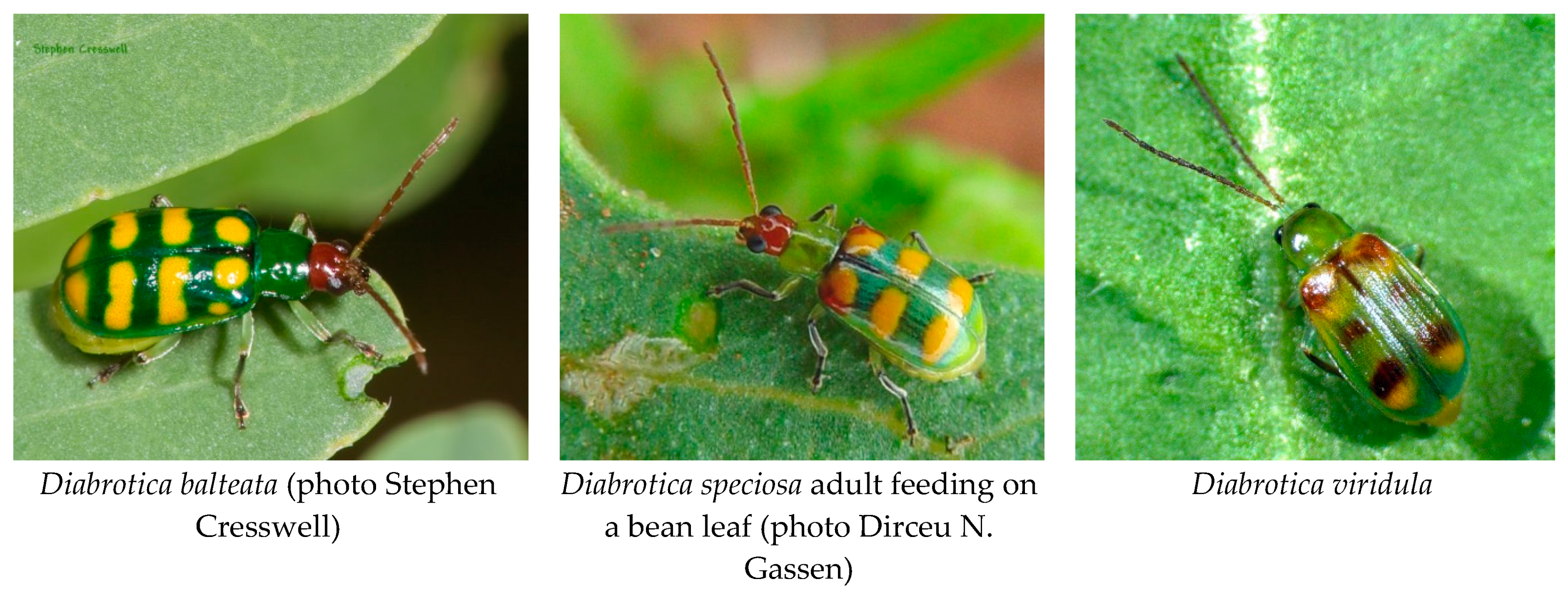 Insects | Free Full-Text | Biology and Management of Pest Diabrotica  Species in South America