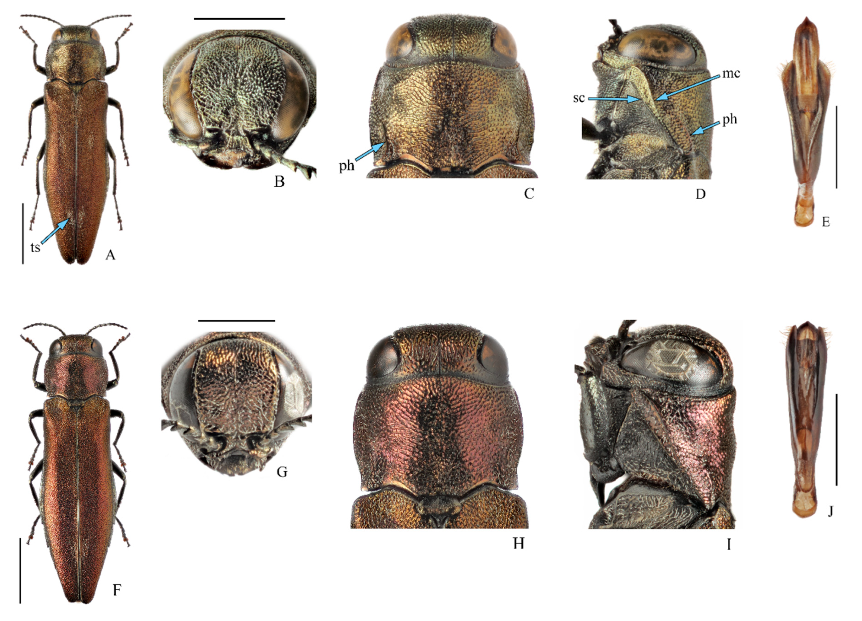 buprestidae vs elateridae