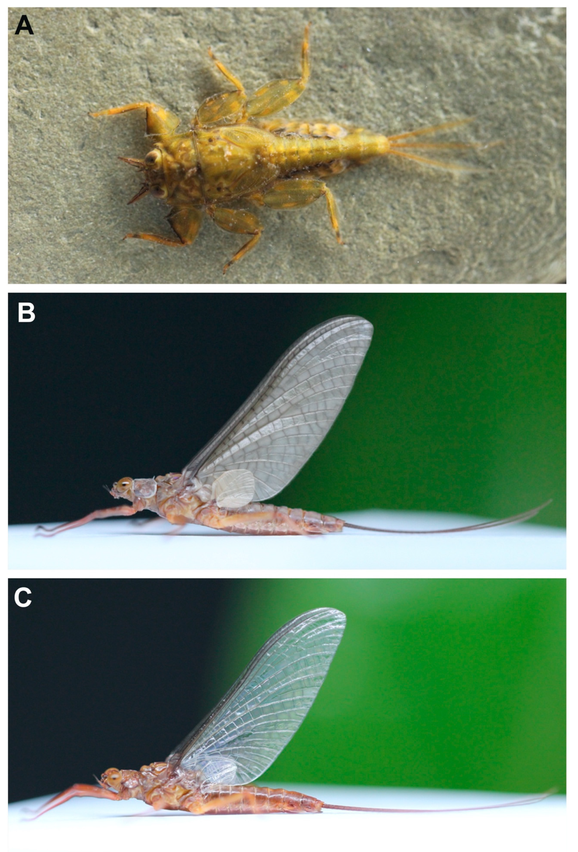 Insects | Free Full-Text | A New Species of Vietnamella Tshernova 