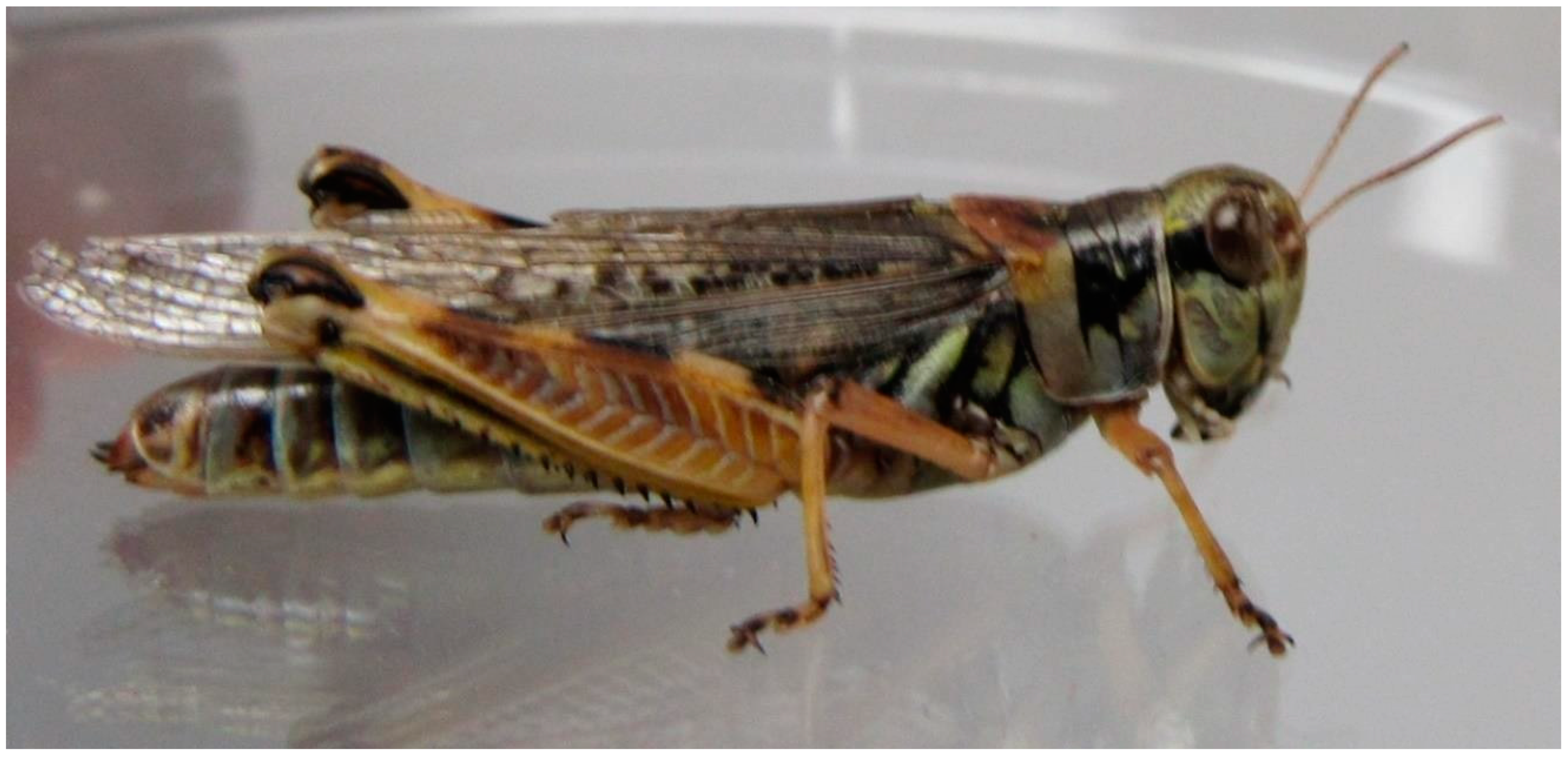 SMALLER DM Cricket Lures Stag Beetle/Deer bug Brown