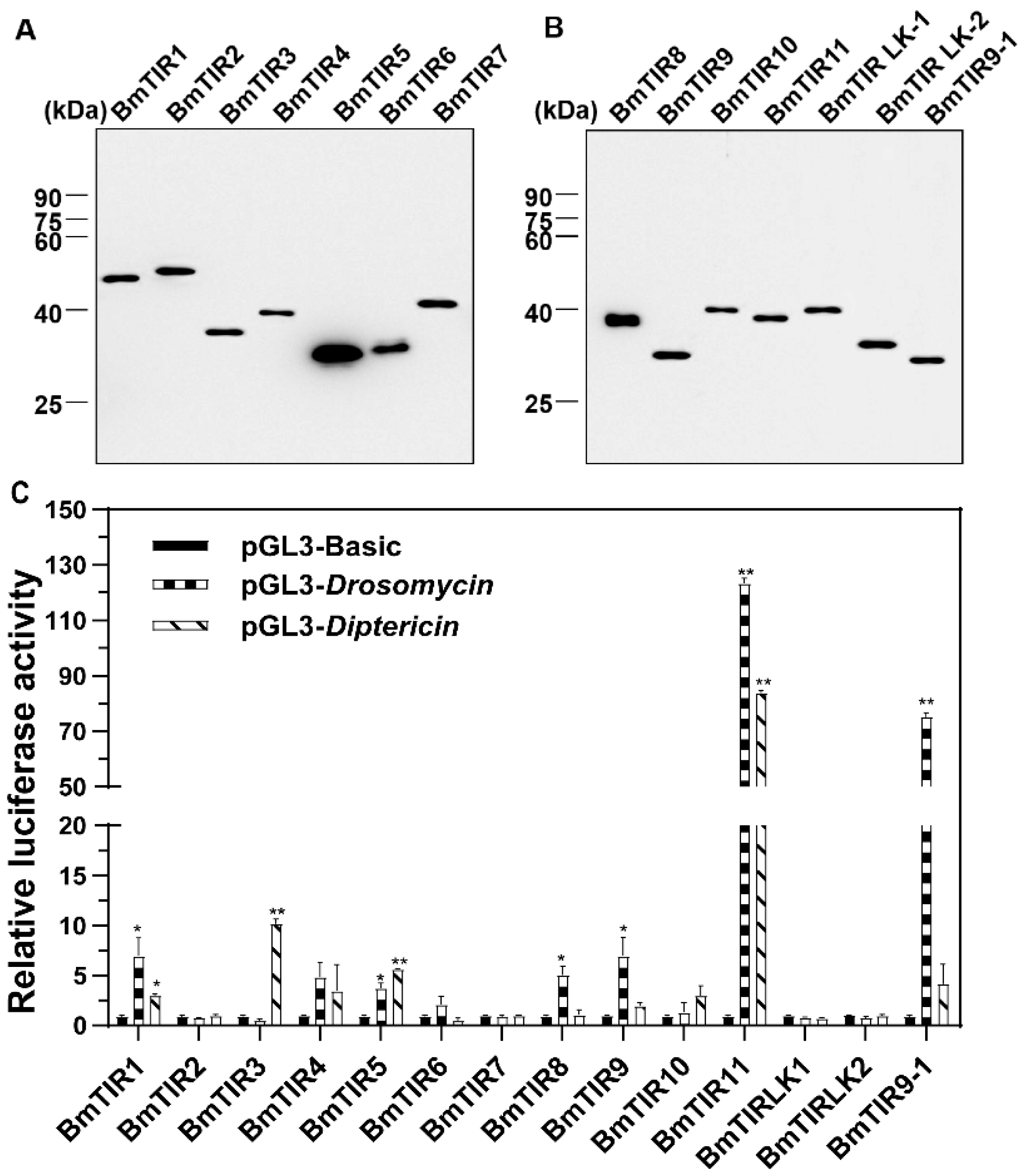 Insects 11 00586 g001