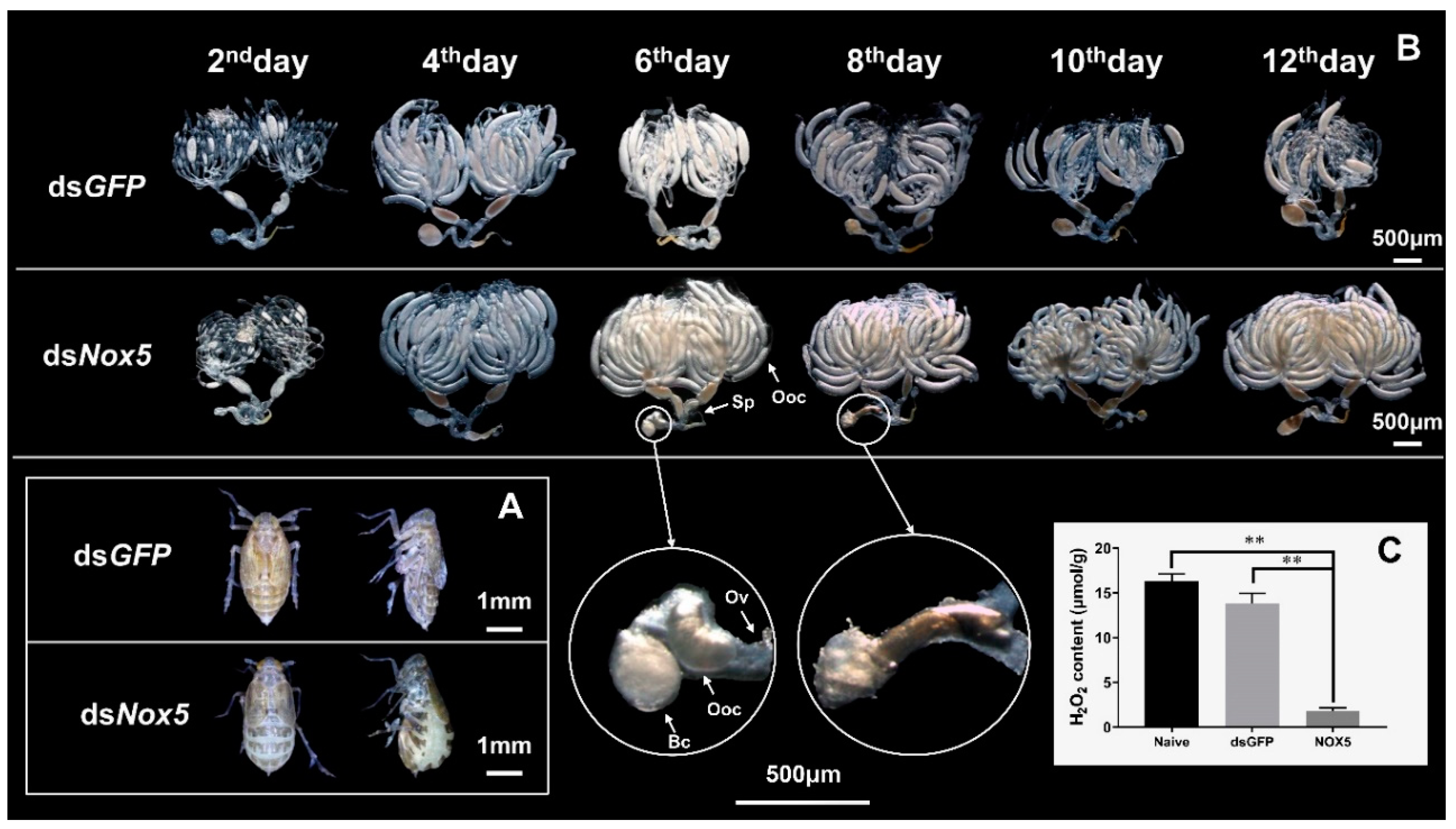 Insects 11 00642 g006 Insects 11 00642 g006